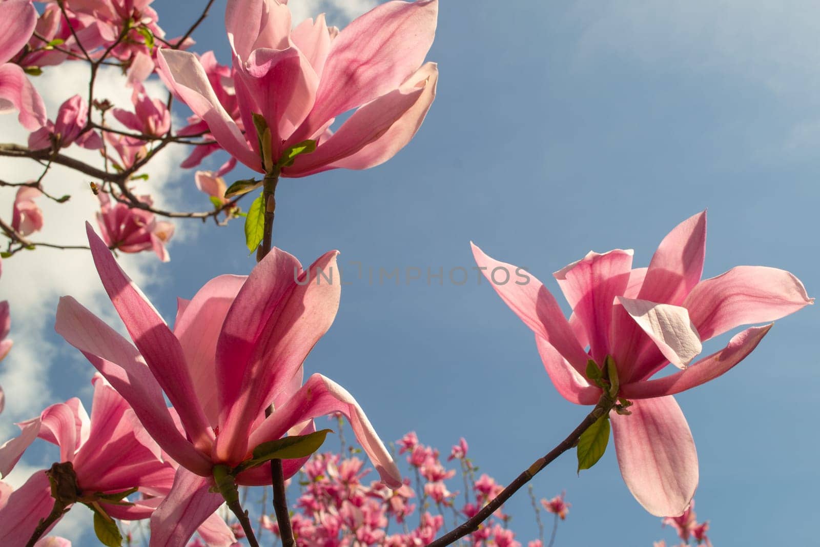 Gentle pink Magnolia soulangeana Flower on a twig blooming against clear blue sky at spring