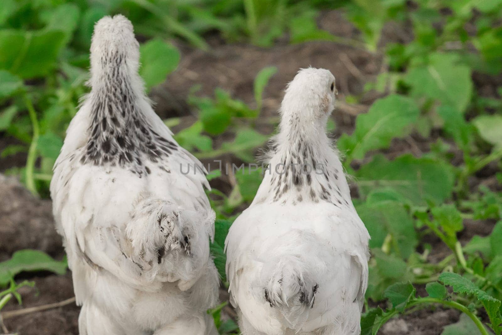 2 white brama Colombian chickens from the back against the background of green leaves, close-up.