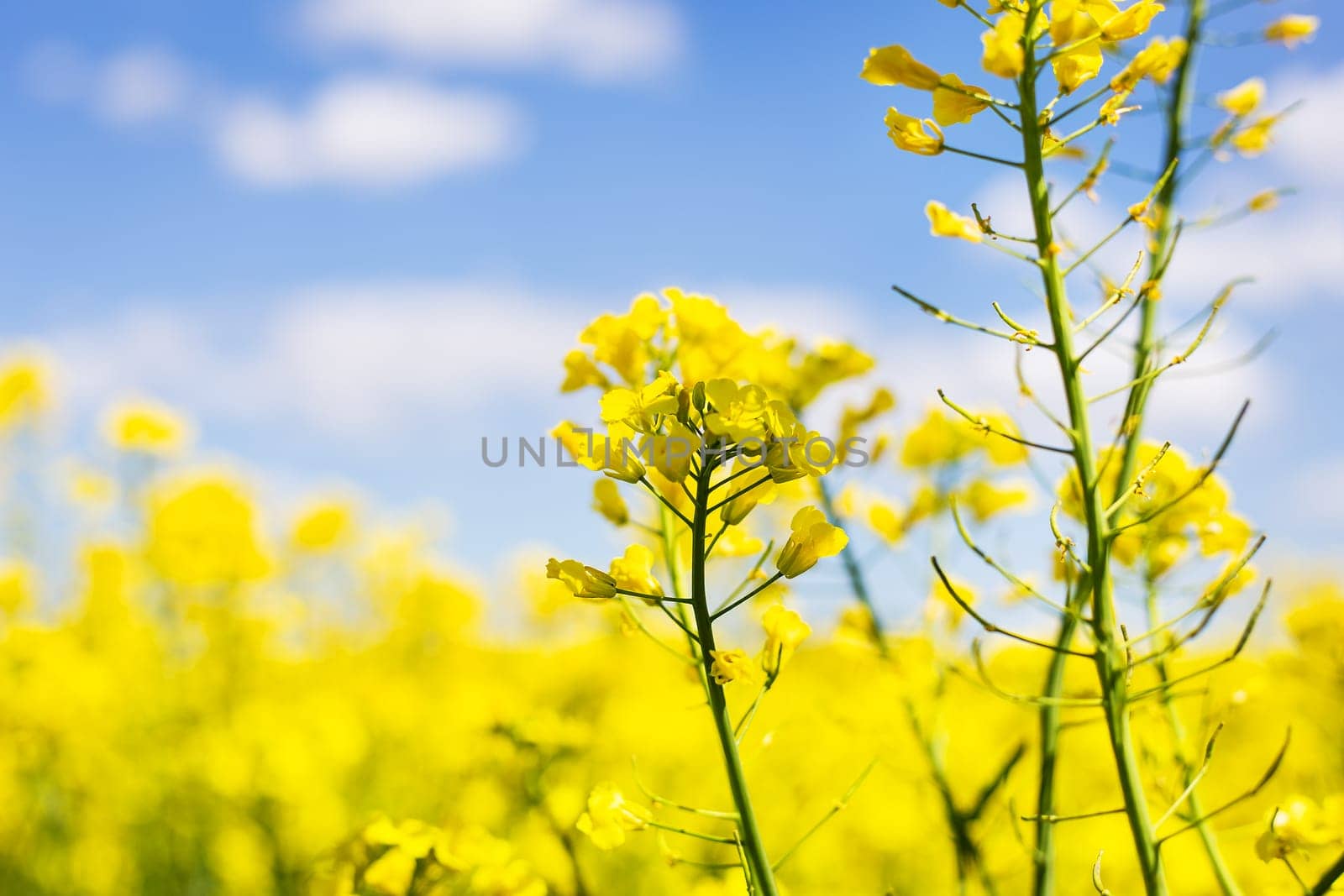 Beautiful yellow rapeseed field with a beautiful blue sky. Biofuel concept. Blur, place for an inscription