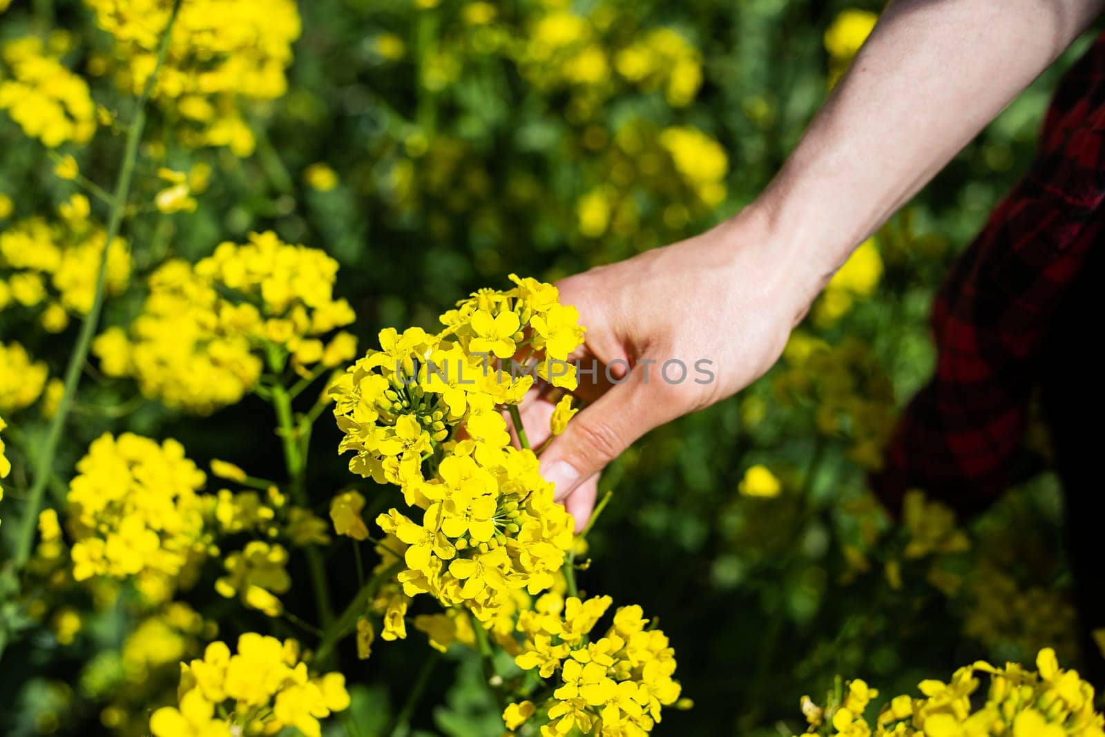 A farmer checks the harvest of a rapeseed field. rural state. Biofuel concept. by sfinks