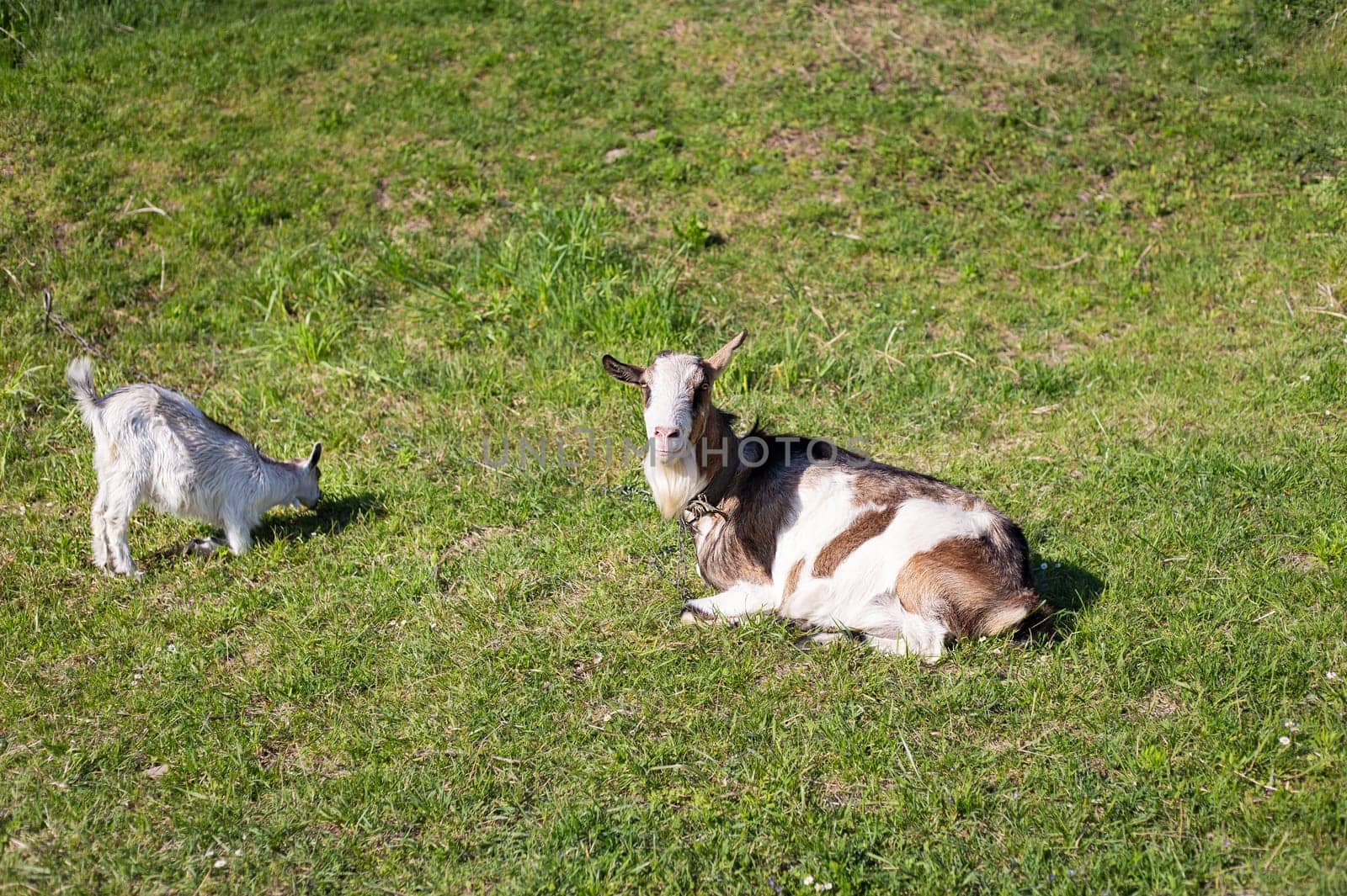 Funny goats standing among the green field, animal grazing. Rural economy. Mom and child lie on the grass