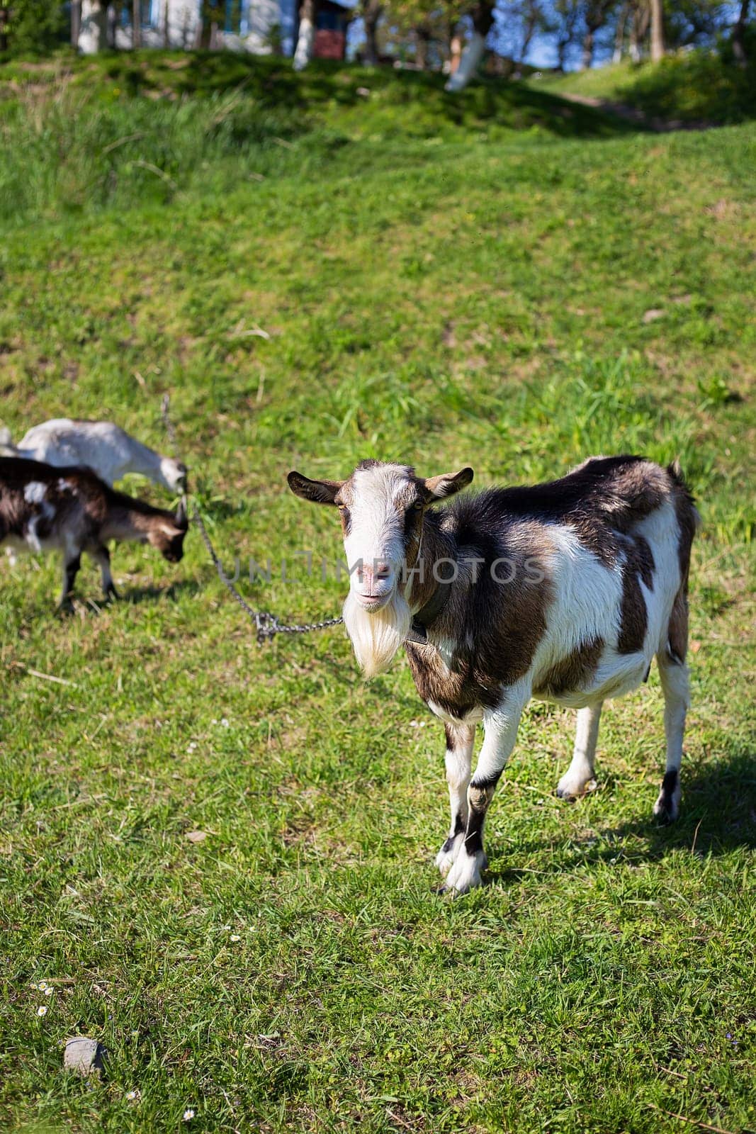 Funny goats standing among the green field, animal grazing. Rural economy. Mom and child. Looking into the camera. by sfinks