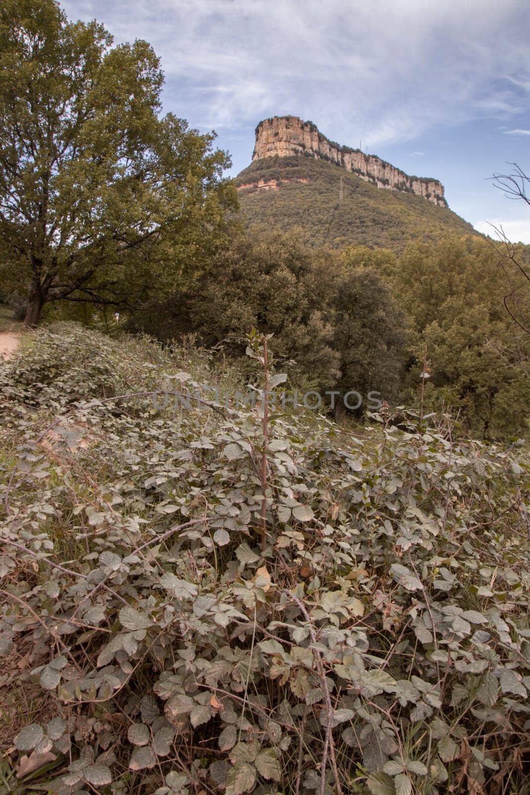 scenic landscape showing mountains and forest