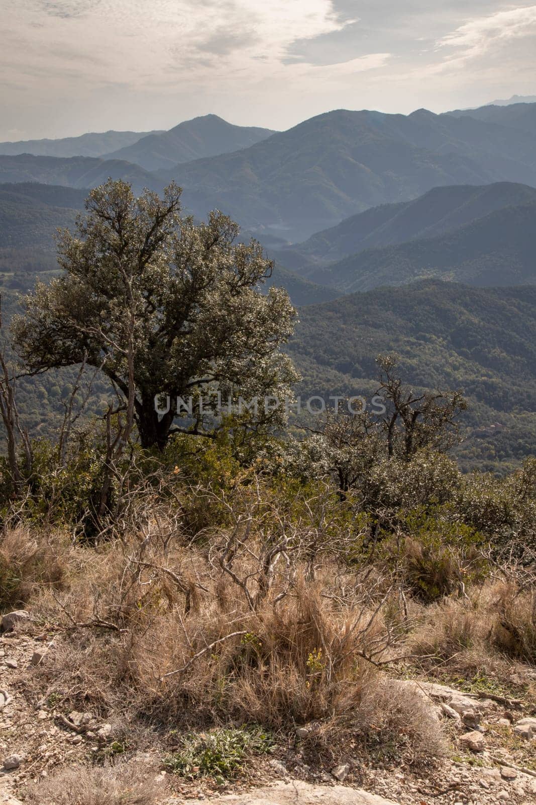 scenic landscape showing mountains and forest