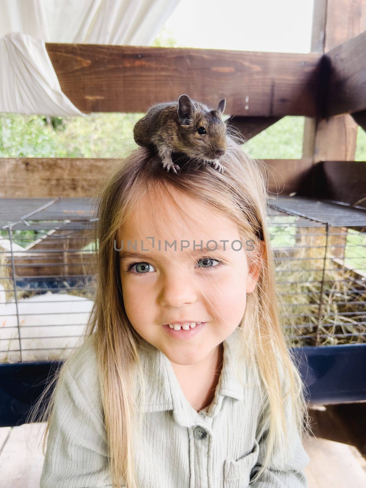 Fluffy brown degu sits on the head of a little girl by Nadtochiy