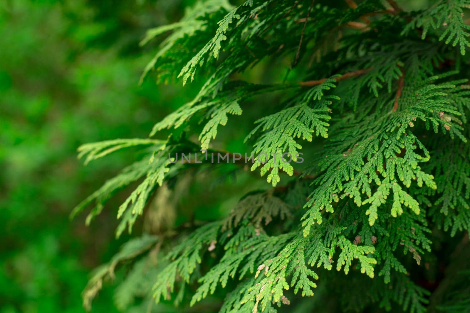 Evergreen background, fresh summer cypress leaves. Green leaves background by Suietska