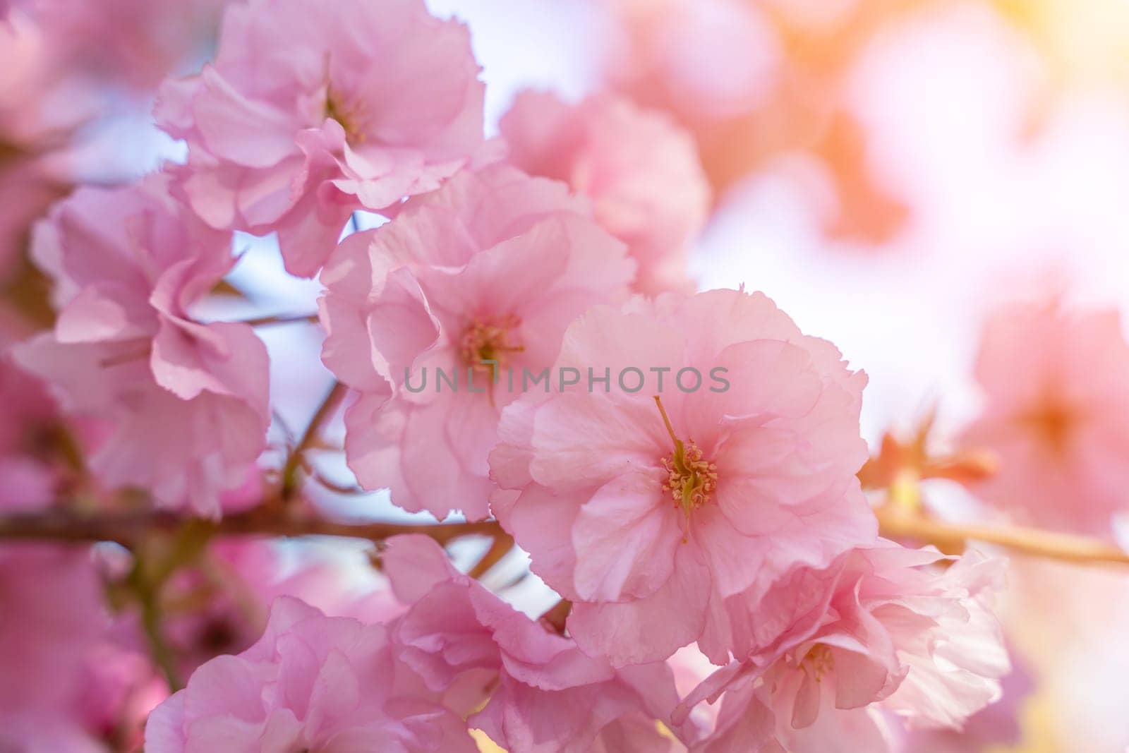 Double cherry blossoms in full bloom. A tree branch with flowers against a blue sky and the sun shines through the flowers. by Matiunina