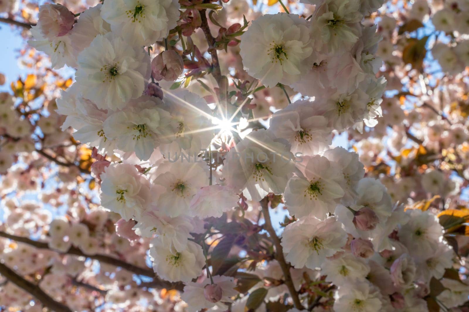 Double cherry blossoms in full bloom. A tree branch with flowers against a blue sky and the sun shines through the flowers