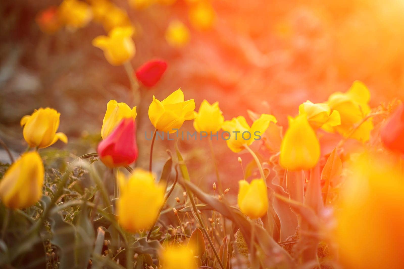 Wild tulip flowers at sunset, natural seasonal background. Multi-colored tulips Tulipa schrenkii in their natural habitat, listed in the Red Book