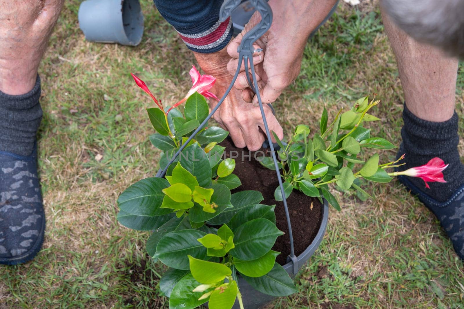 male gardener transplanting mandeville into a large hanging pot, love for plants by KaterinaDalemans