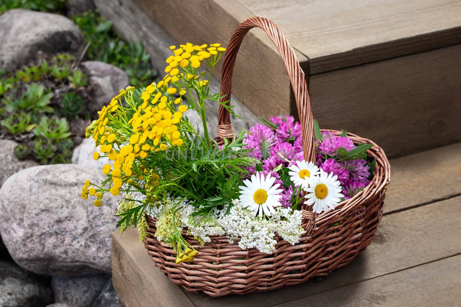 Medicinal herbs in a wicker basket on wooden steps by galsand