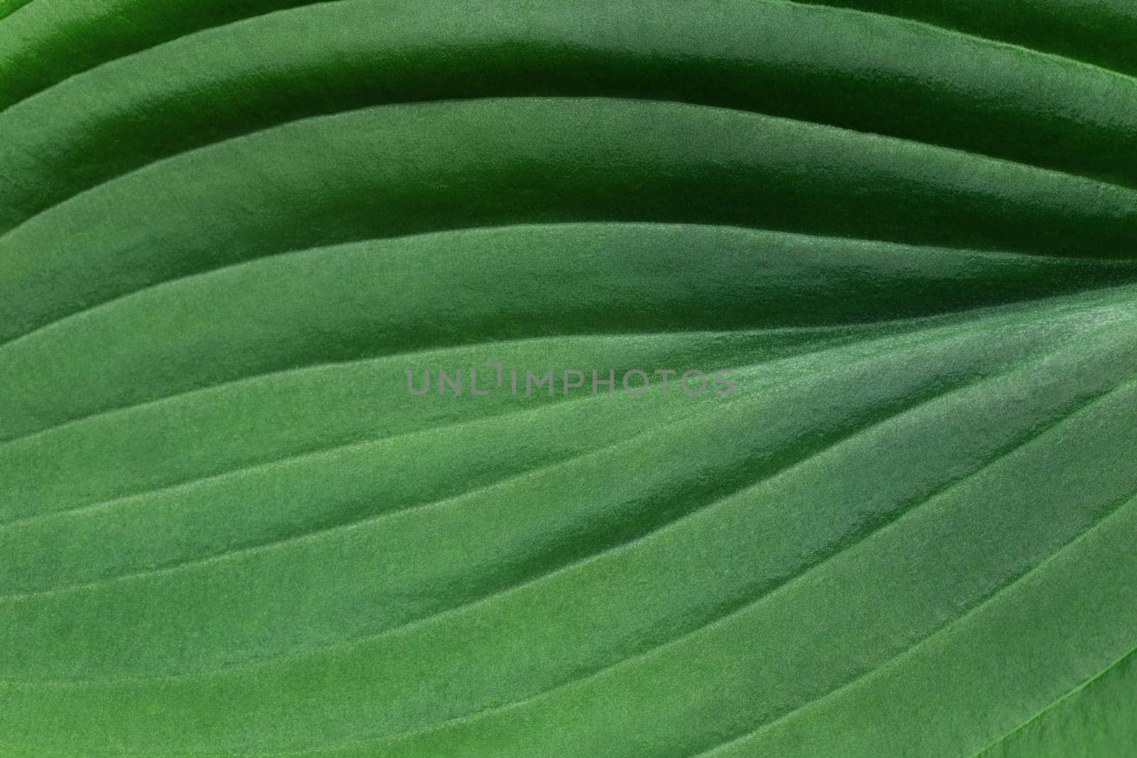 Large green hosta leaf closeup, texture, natural green background.