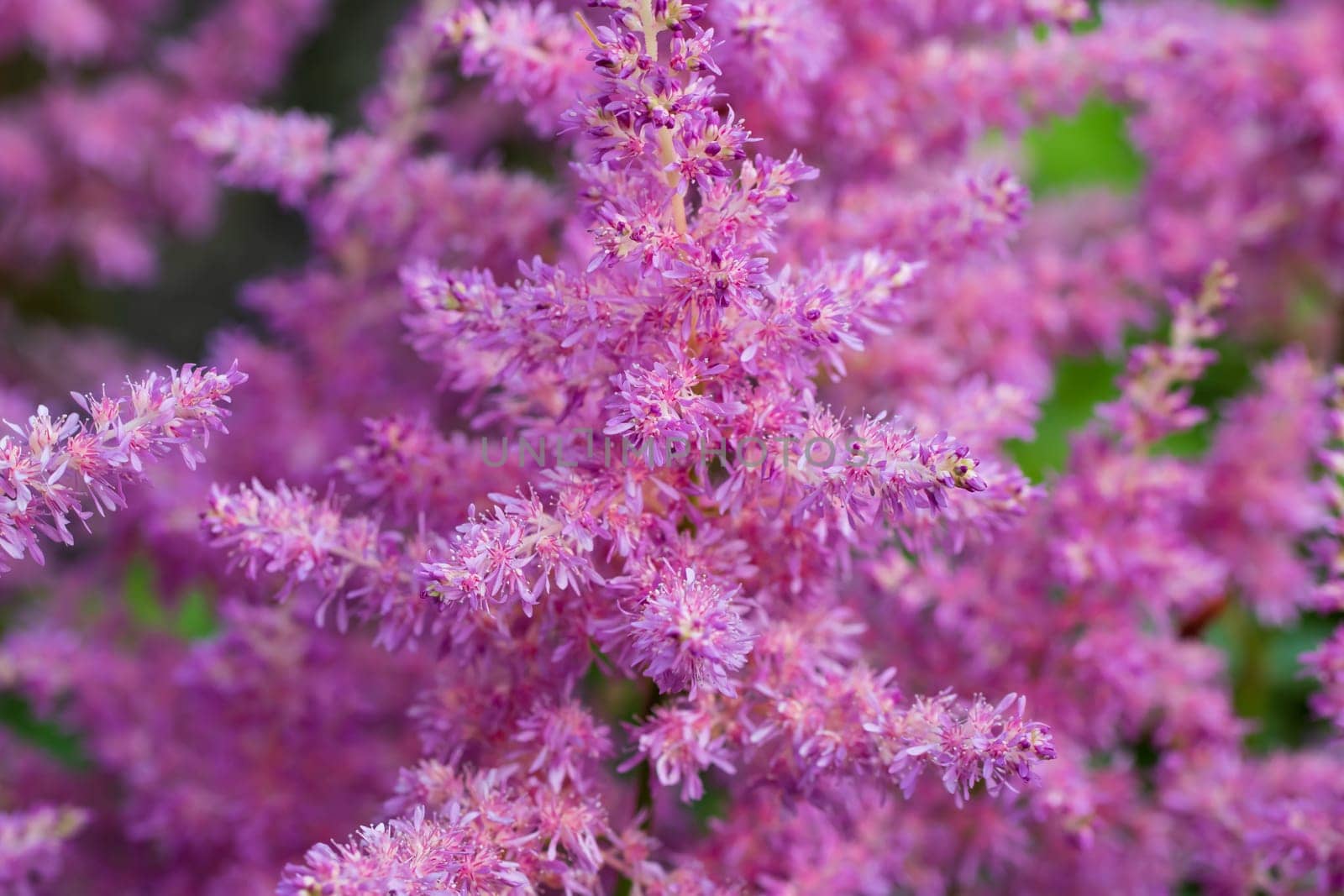 Blooming pink astilbes in a flower bed in the garden, close-up.