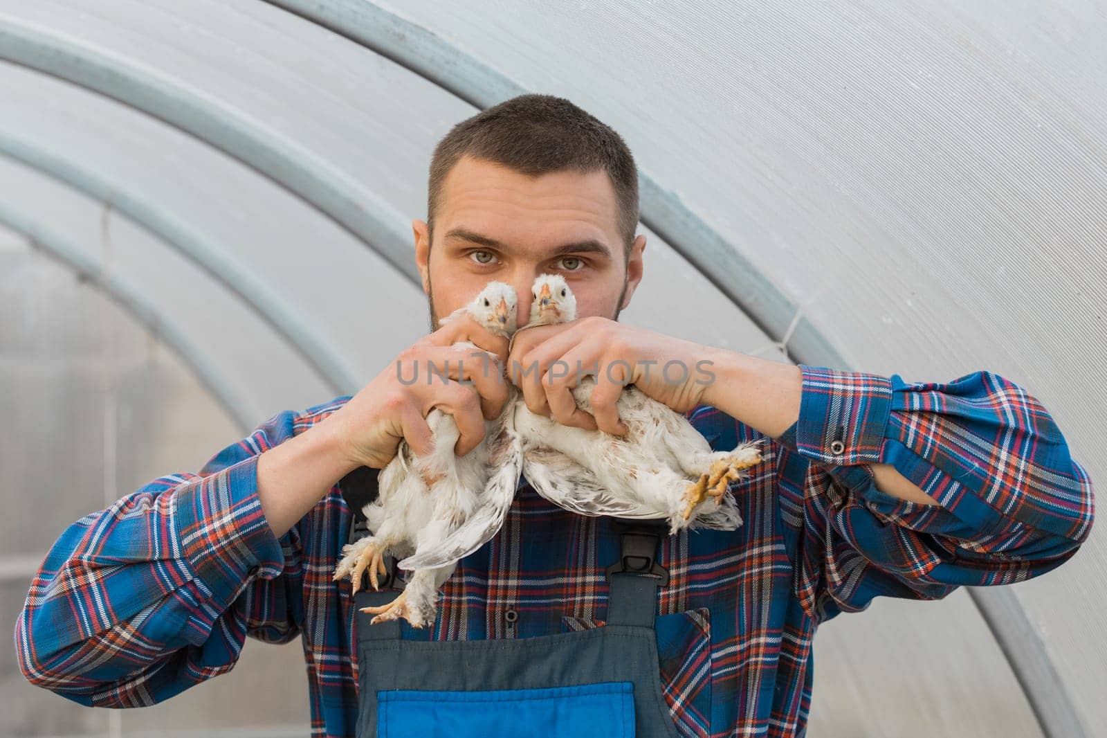 A male farmer caucasian handsome rural funny man in a shirt and overalls holds a two white brama chicken in his hands, close up by AYDO8