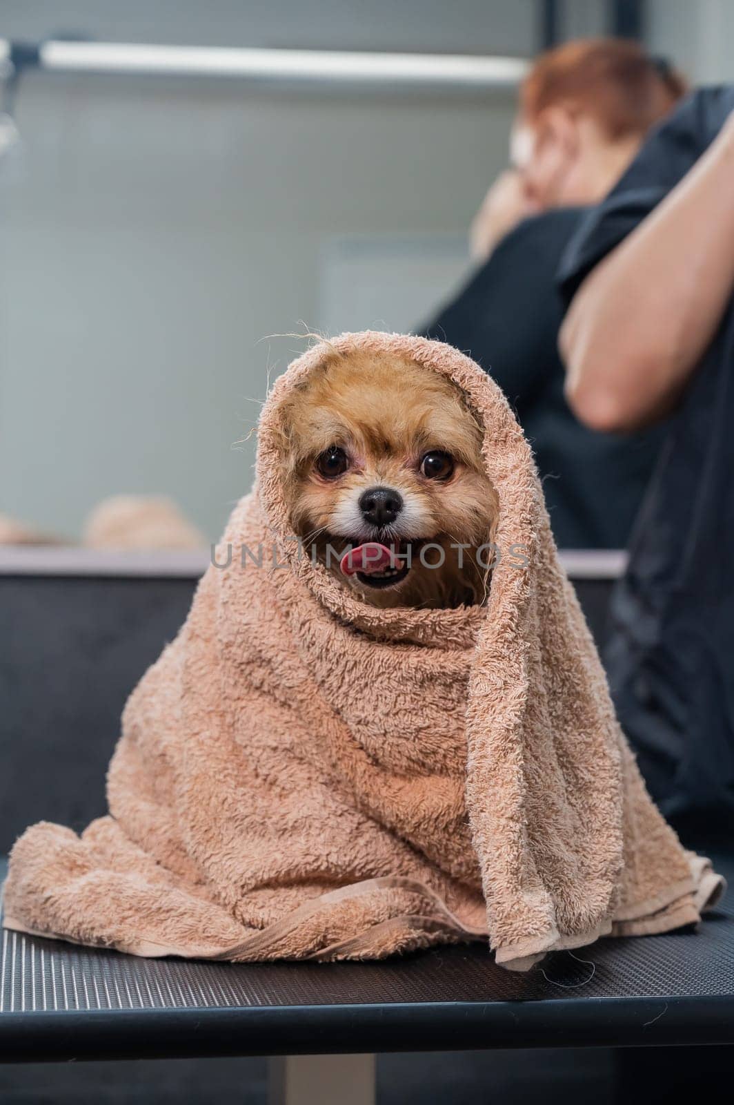 A woman wipes a Pomeranian with a beige towel after washing. Spitz dog in the grooming salon. by mrwed54