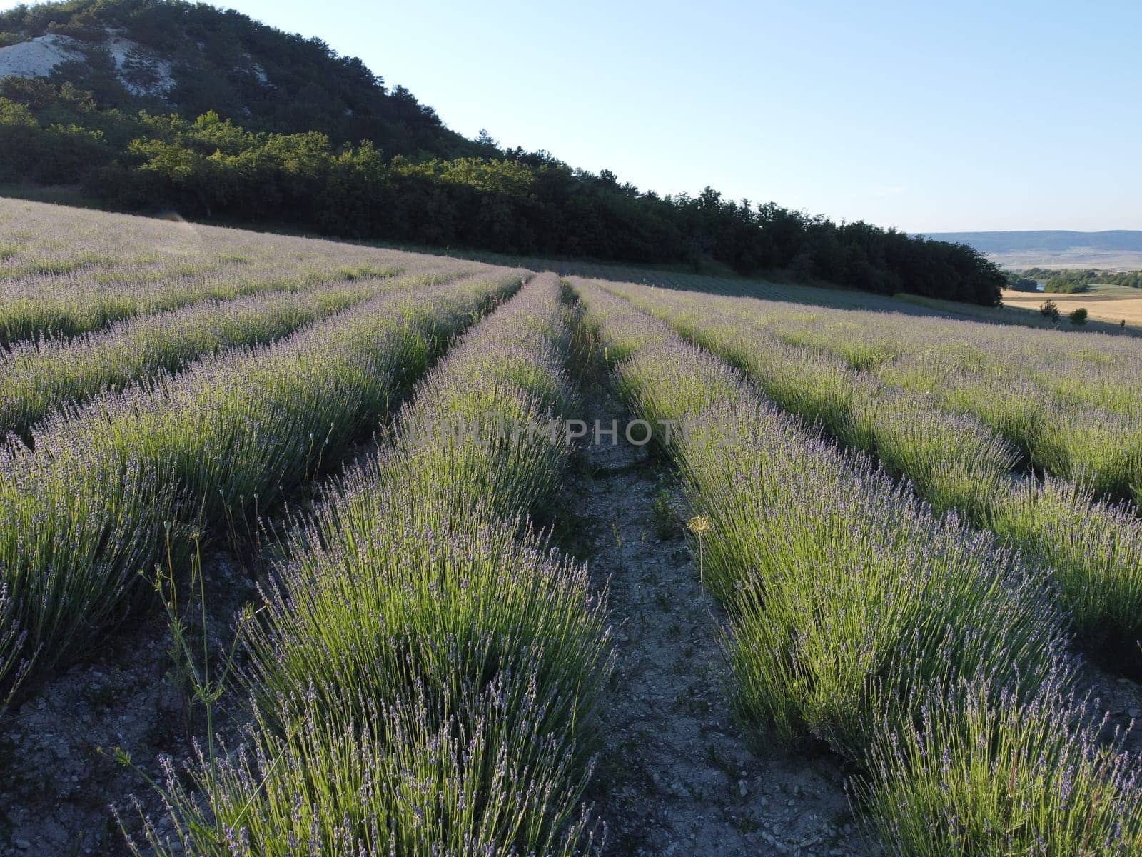 Lavender field with blooming flowers aerial view drone purple field against blue sky summer sun sunset. Lavender Oil Production. Lens flare. Field with lavender rows. Aromatherapy. Relax. Front view