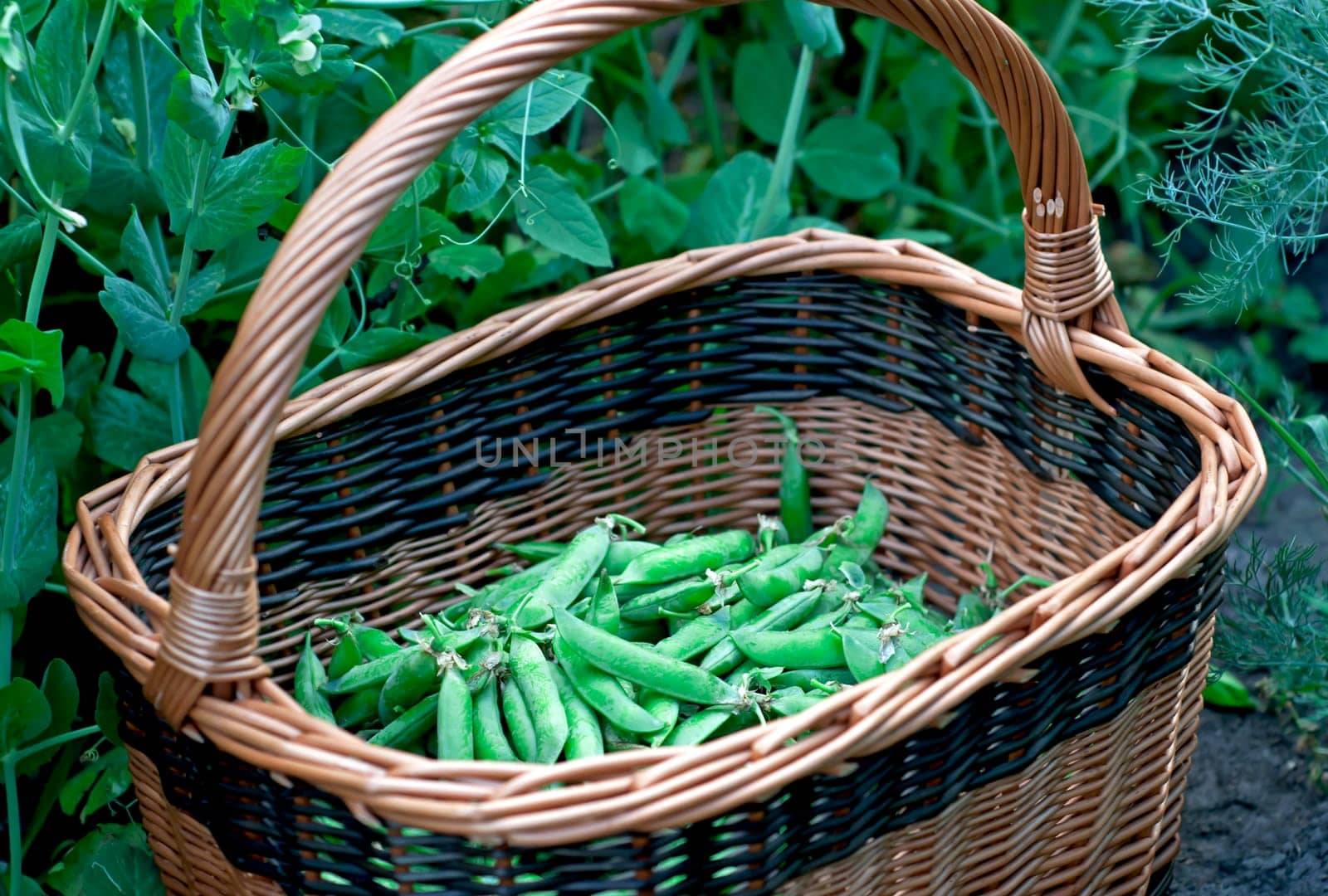 Raw pods of green sugar peas in baskets are harvested in the garden by aprilphoto