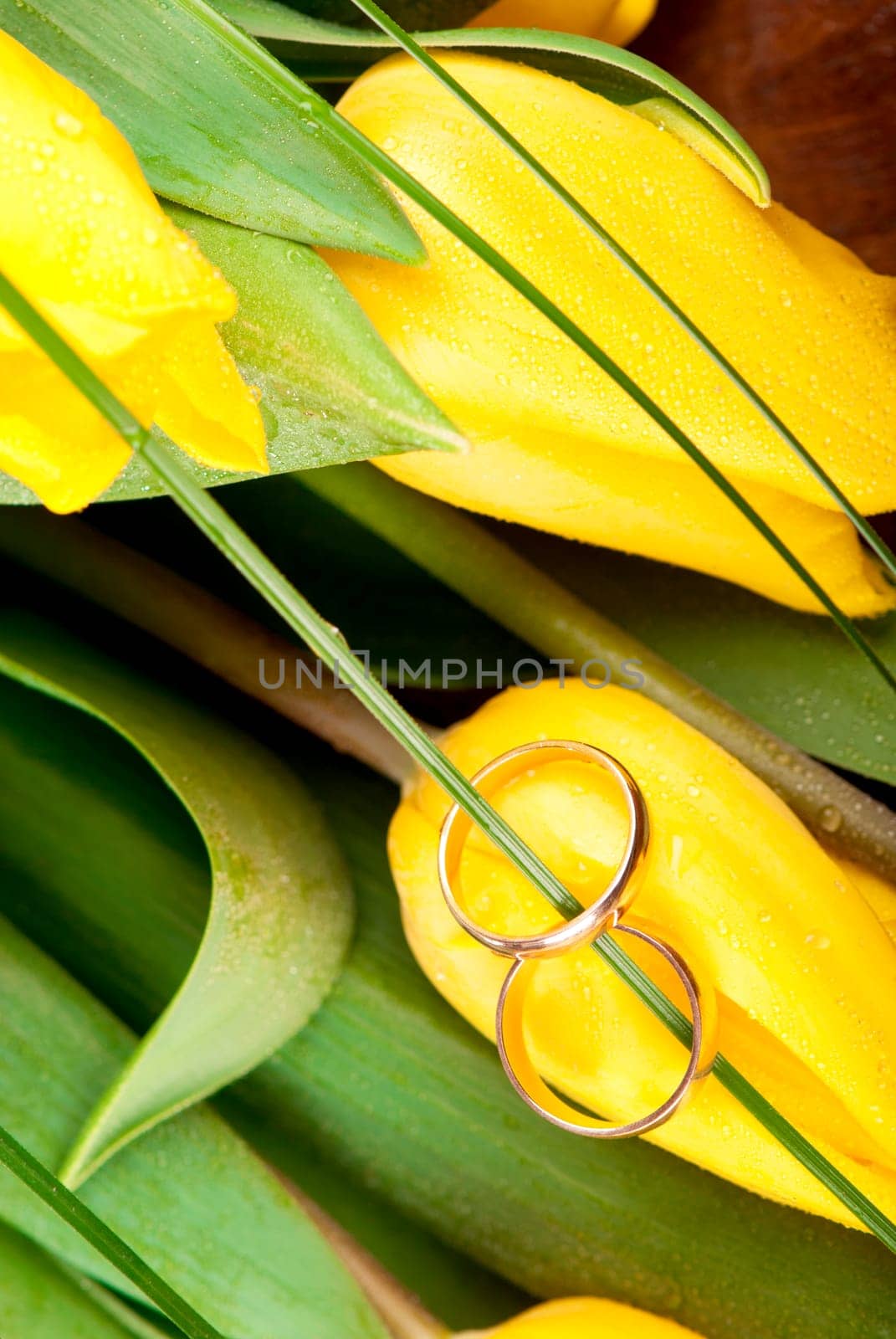 Two wedding rings on beautiful bright yellow tulips, yellow flowers on wooden background by aprilphoto