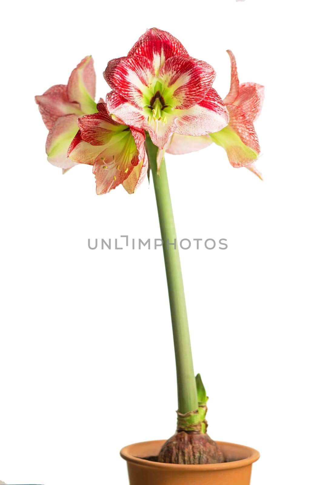 Red amaryllis flower blooming isolated with clipping path on white background,Amaryllis,Hippeastrums flowers by aprilphoto