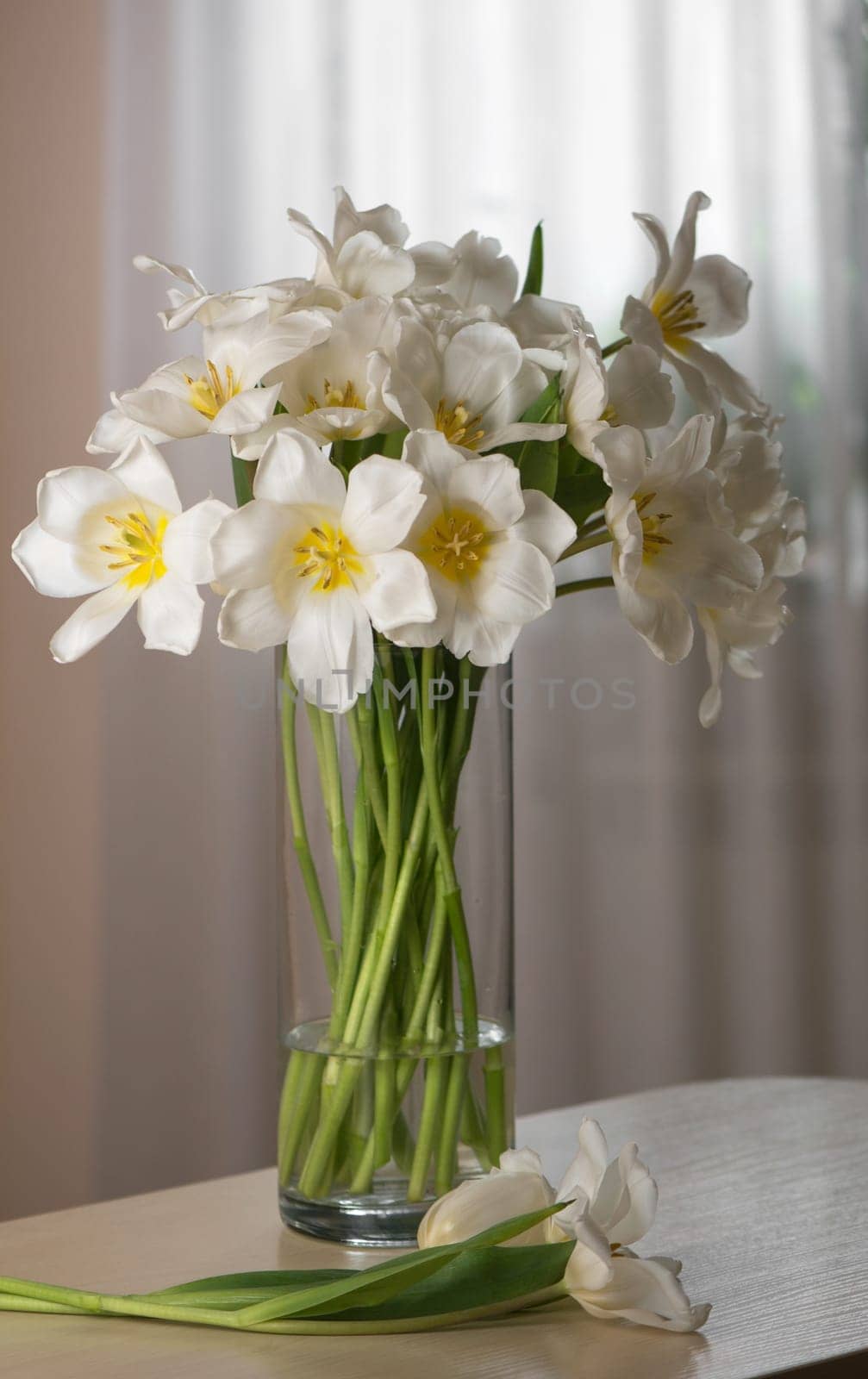 bouquet of fresh white tulips in glass vase on a beige background on a table in the interior of a modern apartment by aprilphoto