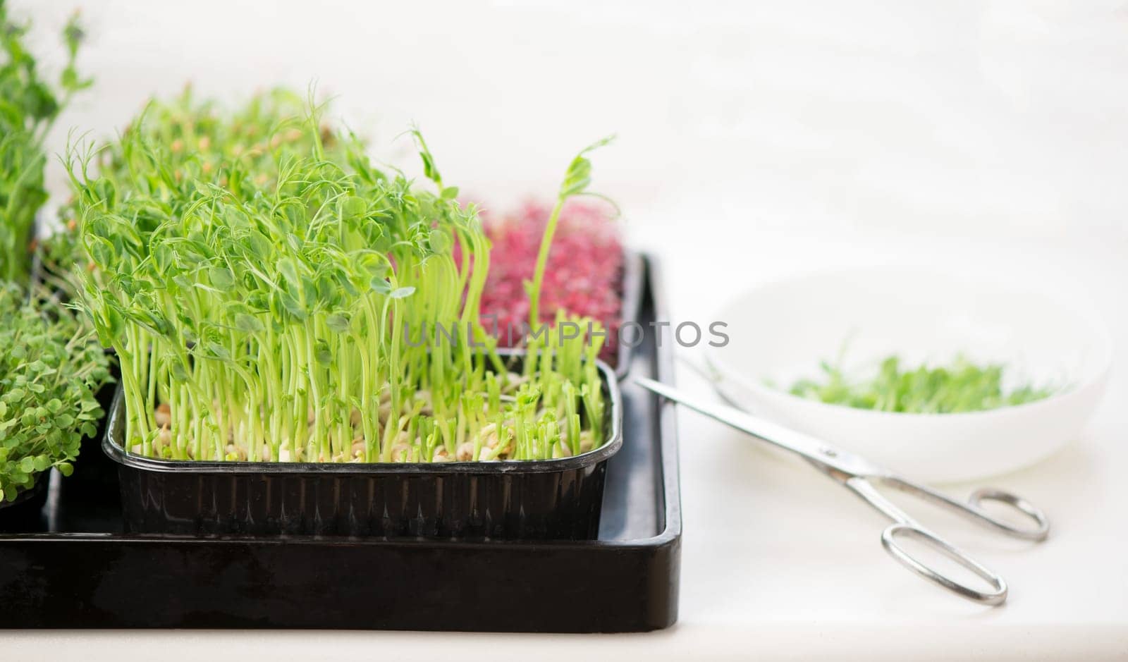 Healthy food concept, growing microgreens - boxes of peas scissors and a bowl of cut microgreens by aprilphoto