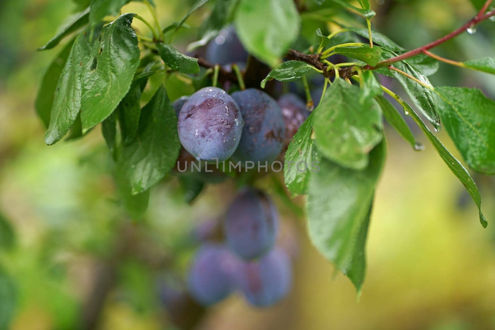 branch with plums.Ripe plums on a tree branch in the orchard.Plums growing on the tree by aprilphoto