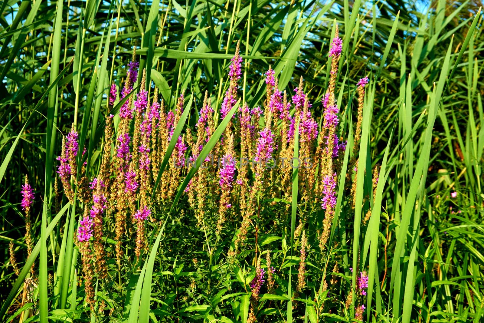 a tall, slender eaved plant of the grass family, which grows in water or on marshy ground. Wild pink flowers in a thicket of green reeds on a sunny day