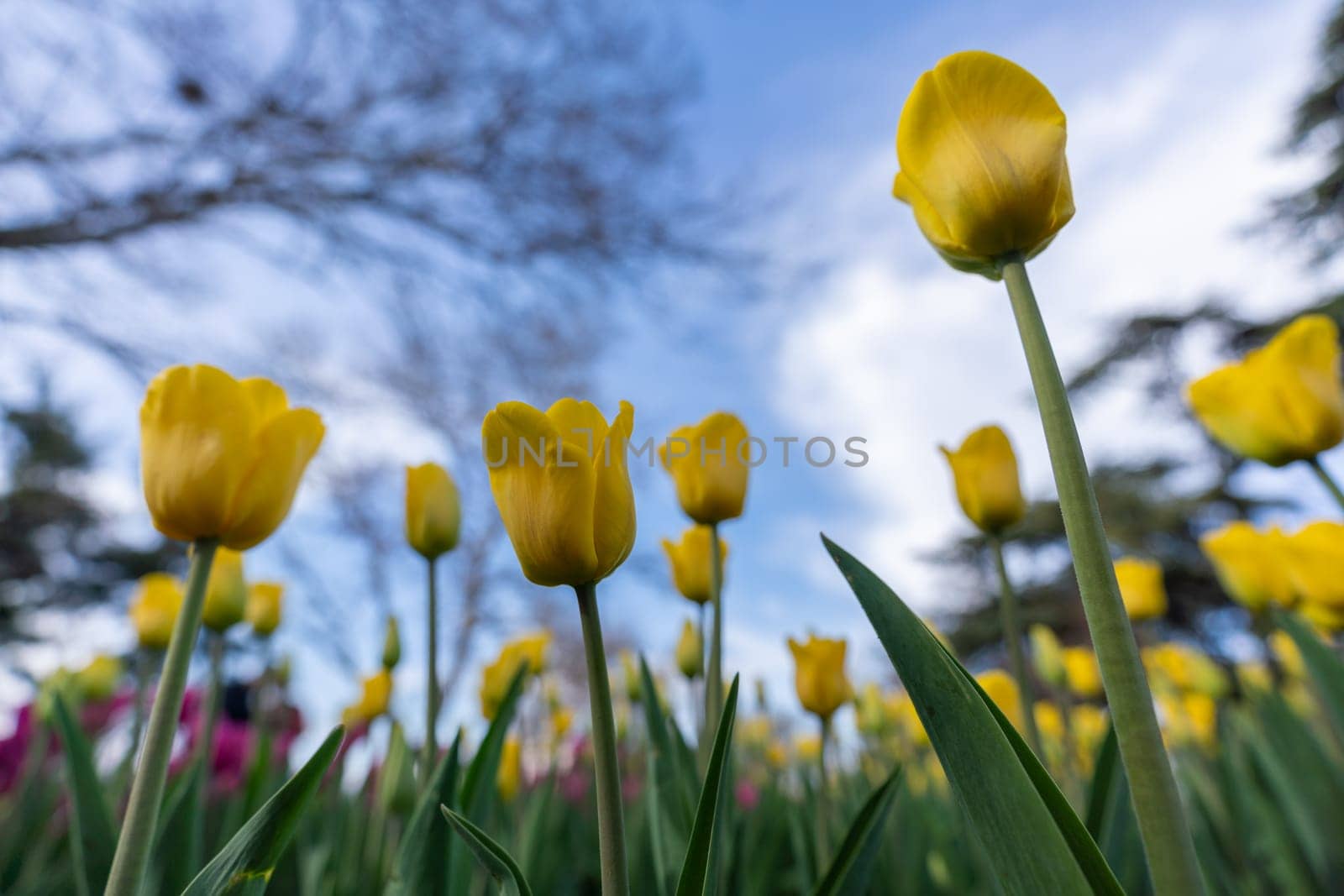 Tulips in a flower bed, yellow and pink flowers against the sky and trees, spring flowers. by Matiunina