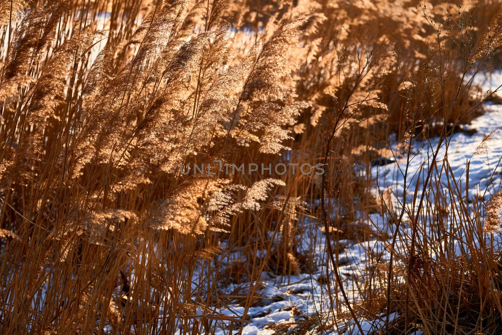 the coldest season of the year, in the northern hemisphere from December to February and in the southern hemisphere from June to August.Dried sedge reeds bending under a strong winter wind.