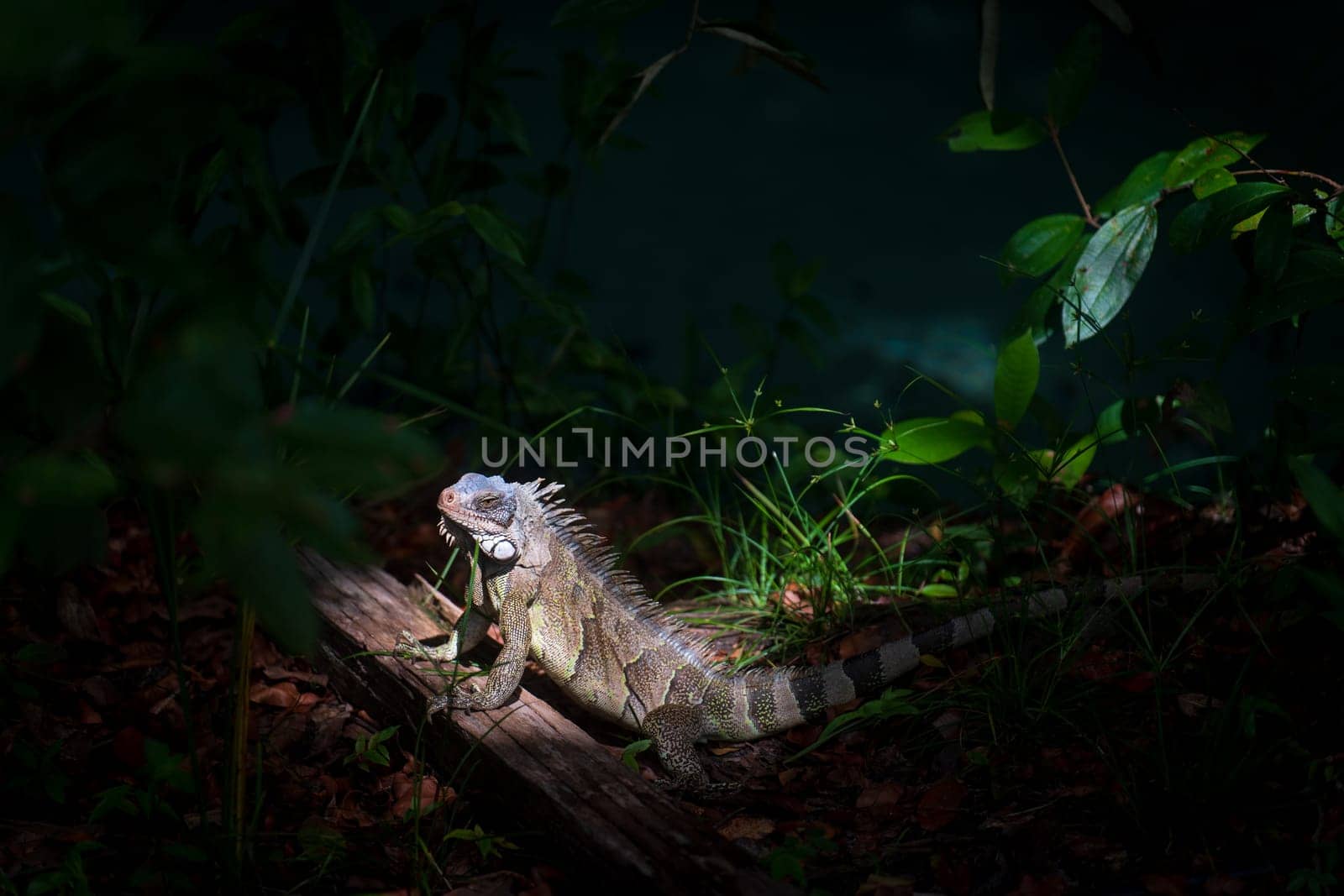 This colorful iguana is caught in a ray of sun in the midst of a shadowy jungle, with a nearby river adding to the lush atmosphere. The iguana has a pensive expression and a patterned, textured skin.