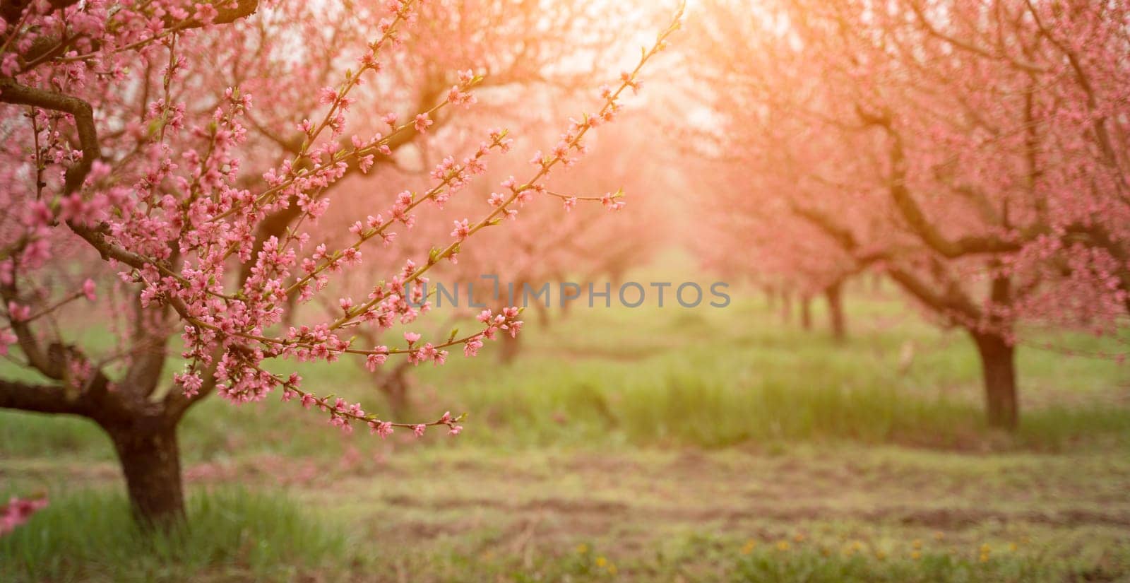 Spring of peach garden. The blossoming trees.