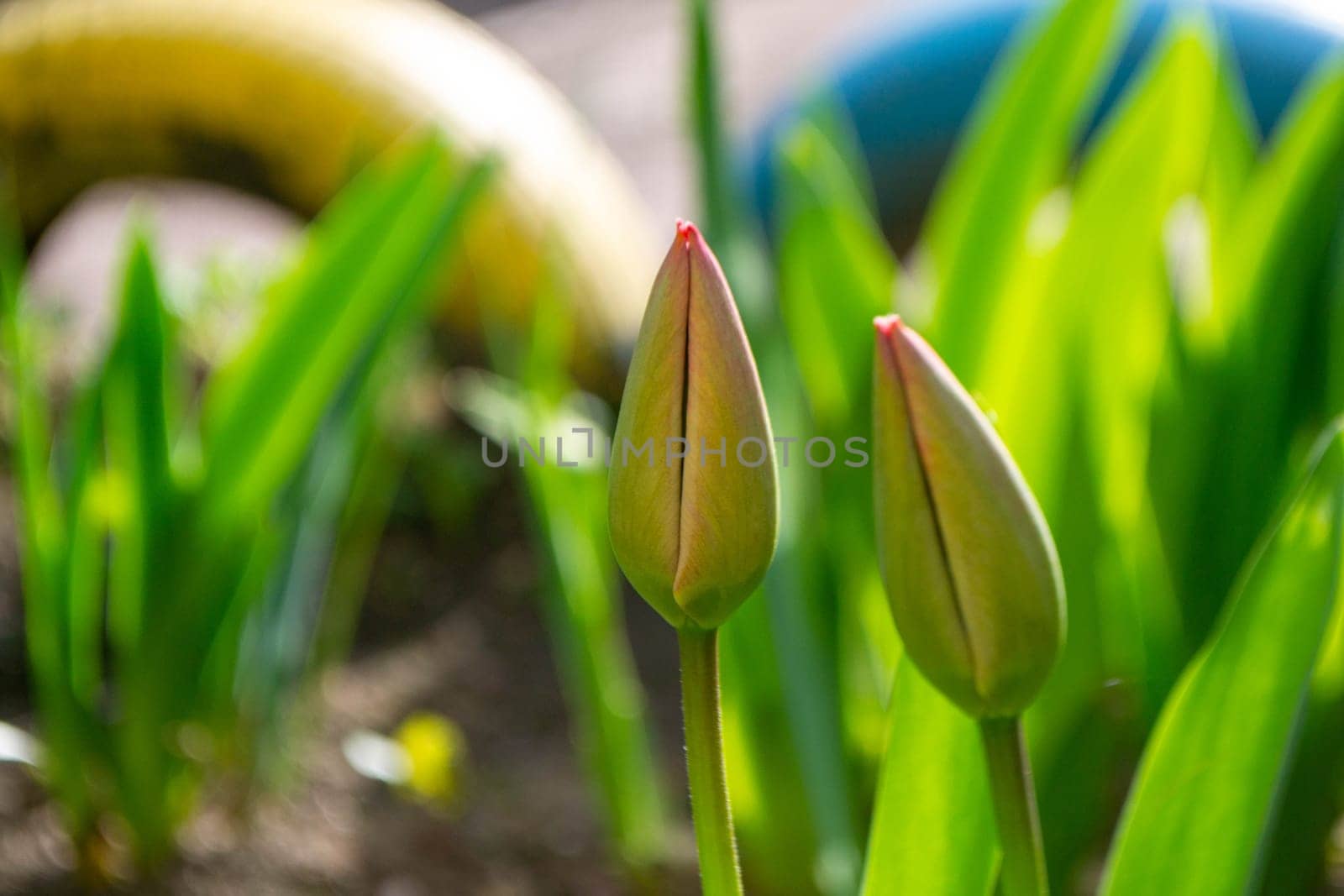 Spring Tulips in bloom with red and green colors.