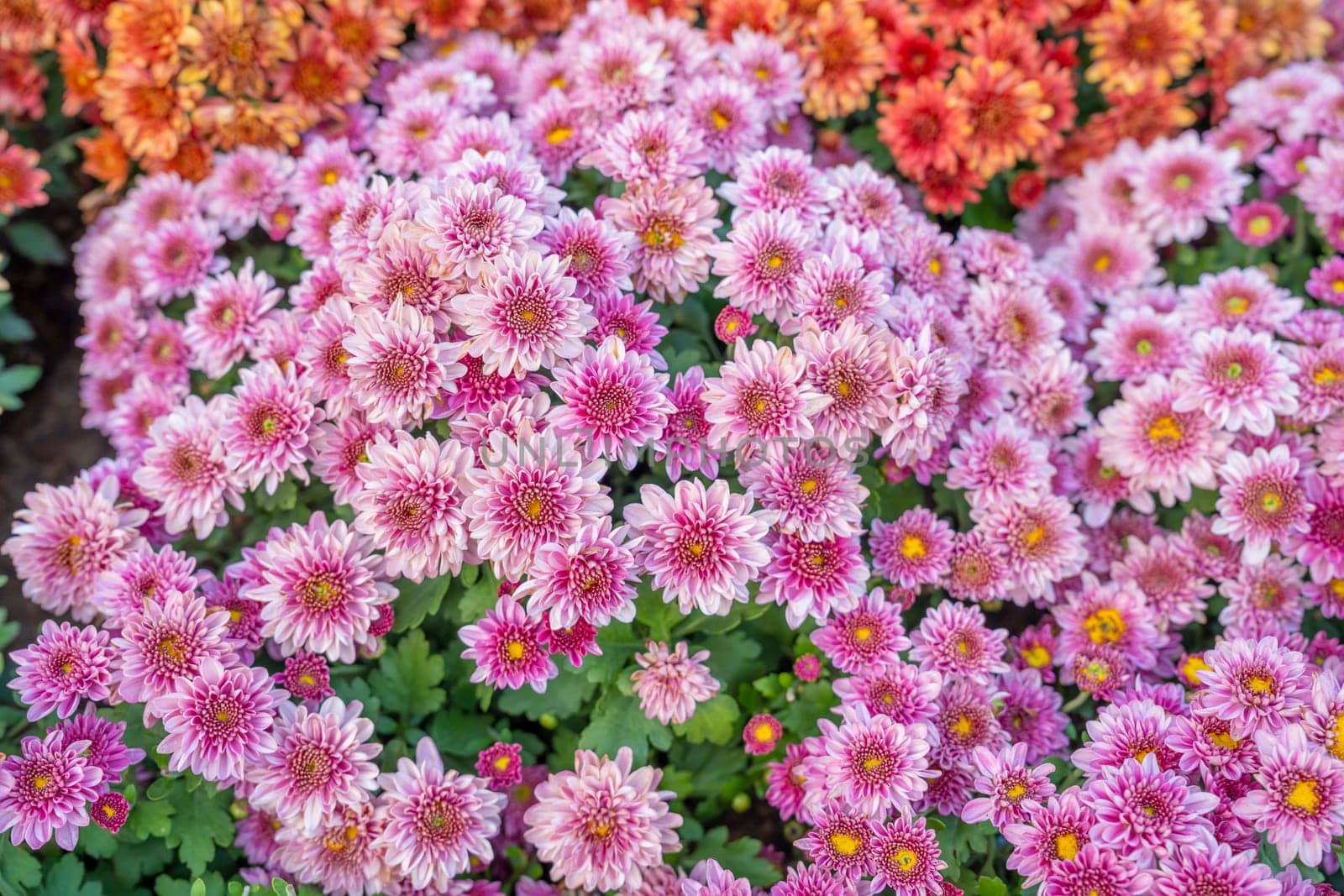 Soft pink purple Chrysanthemum flowers nature abstract background.