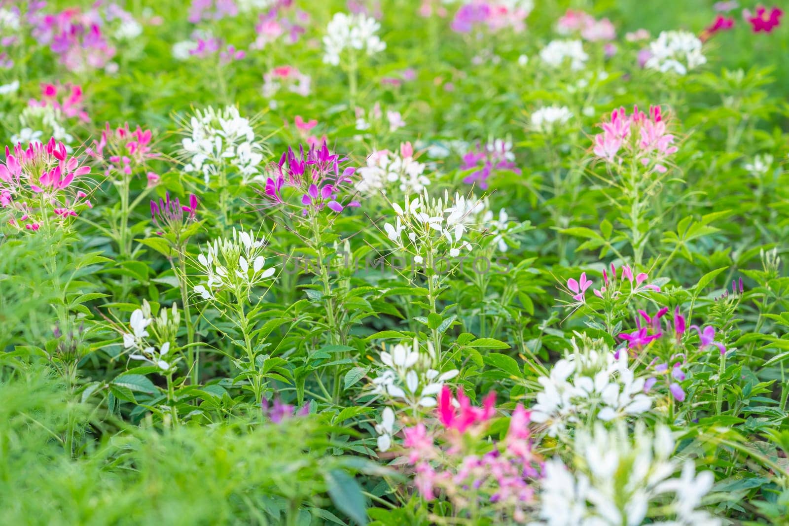 Cleome Hassleriana commonly known as Spider flower, Spider plant, Pink Queen, or Grandfather's Whiskers, in the garden.