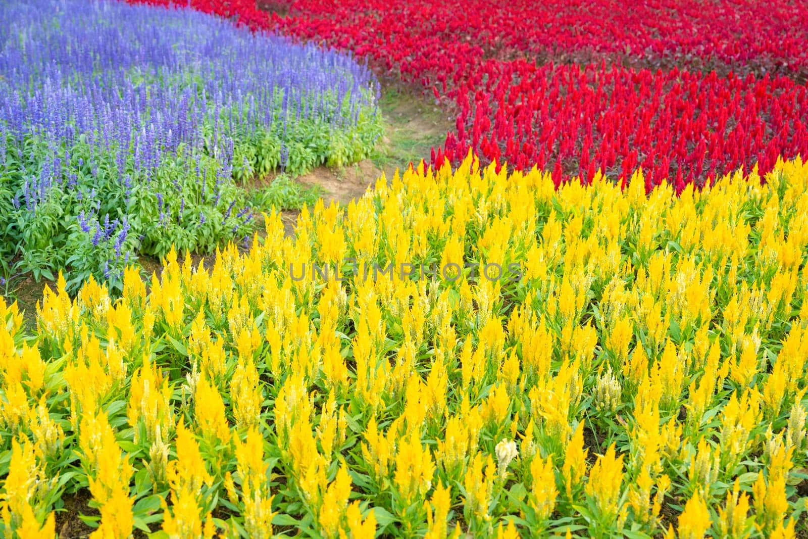 Row of yellow and red color cockscomb (Celosia Cristata) flower with Purple Salvia flowers in the garden field. Colorful flower in field.