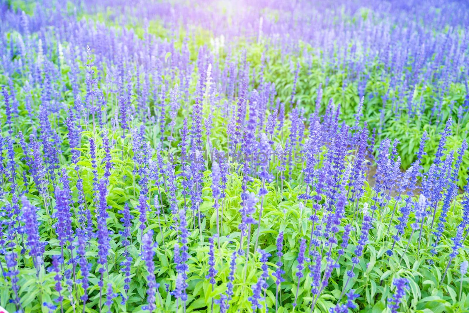 Closeup of blue sage flowers in bloom growing in herbal garden