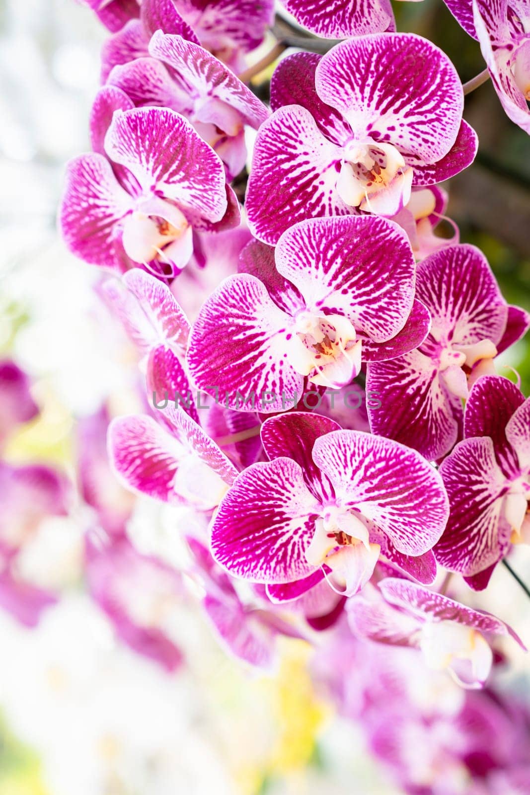 A view of a cluster of small magenta and white colored Phalaenopsis orchids. by Gamjai