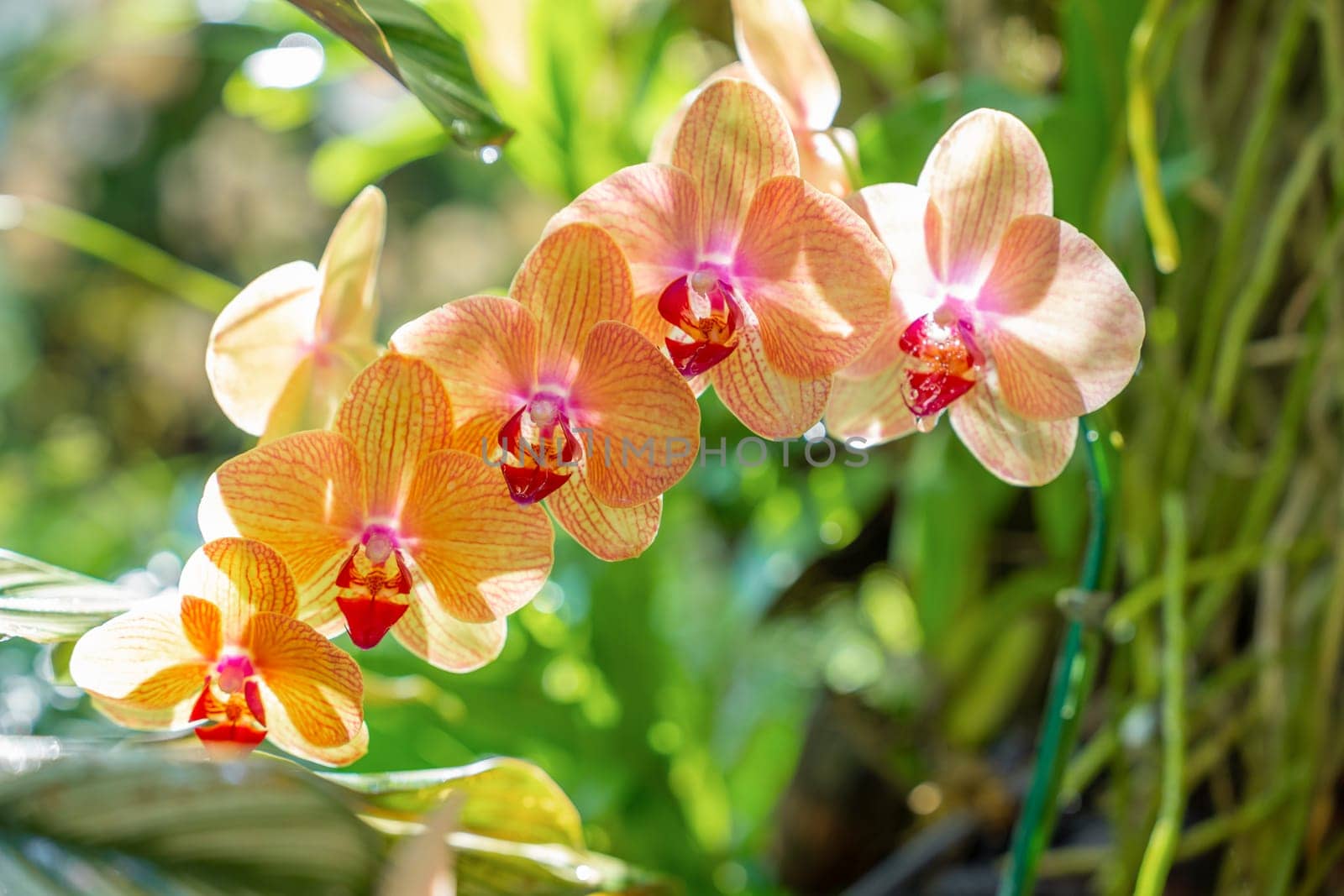Beautifully blooming ocean orchid in garden.