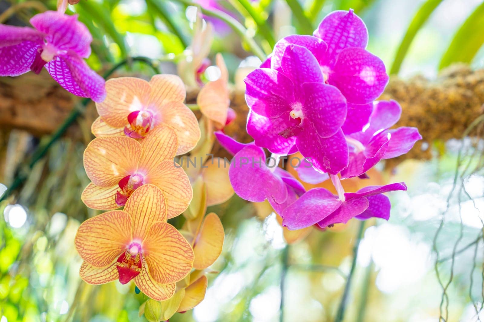 Purple orchids, Ascocenda, Vanda hybrids blooming in orchid house in bright sunlight and green leaves blur background.