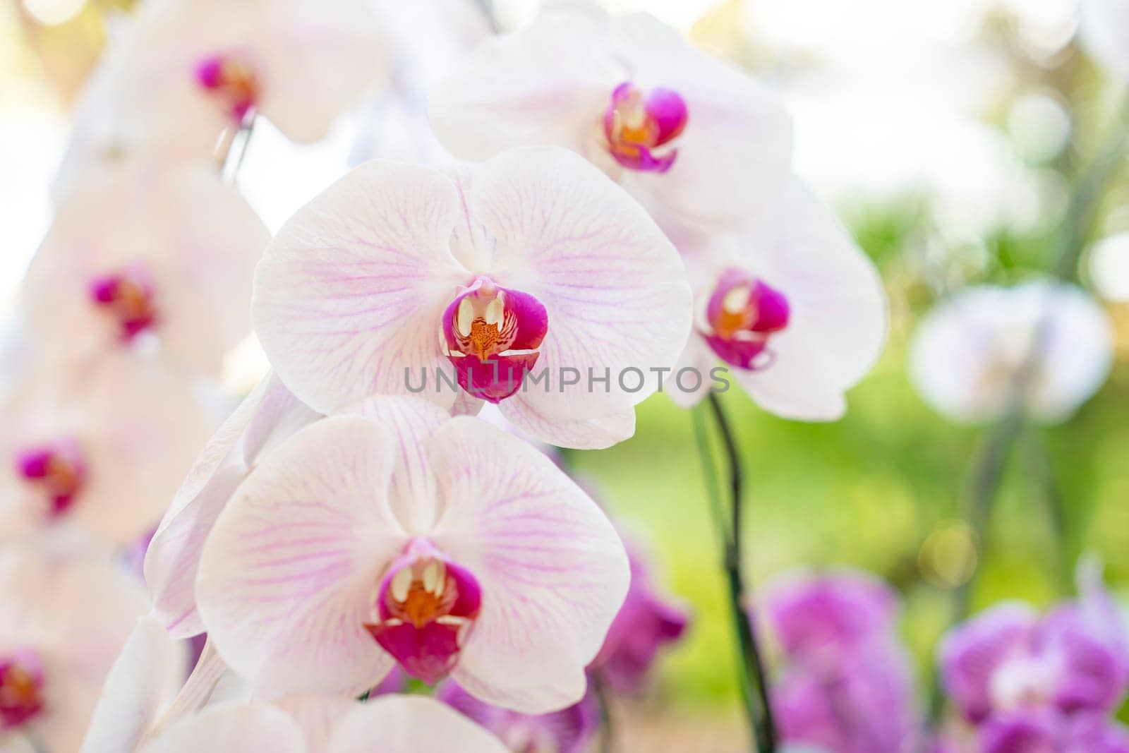 White orchids, Dendrobium, in full bloom, in soft color and soft blurred style in the garden.