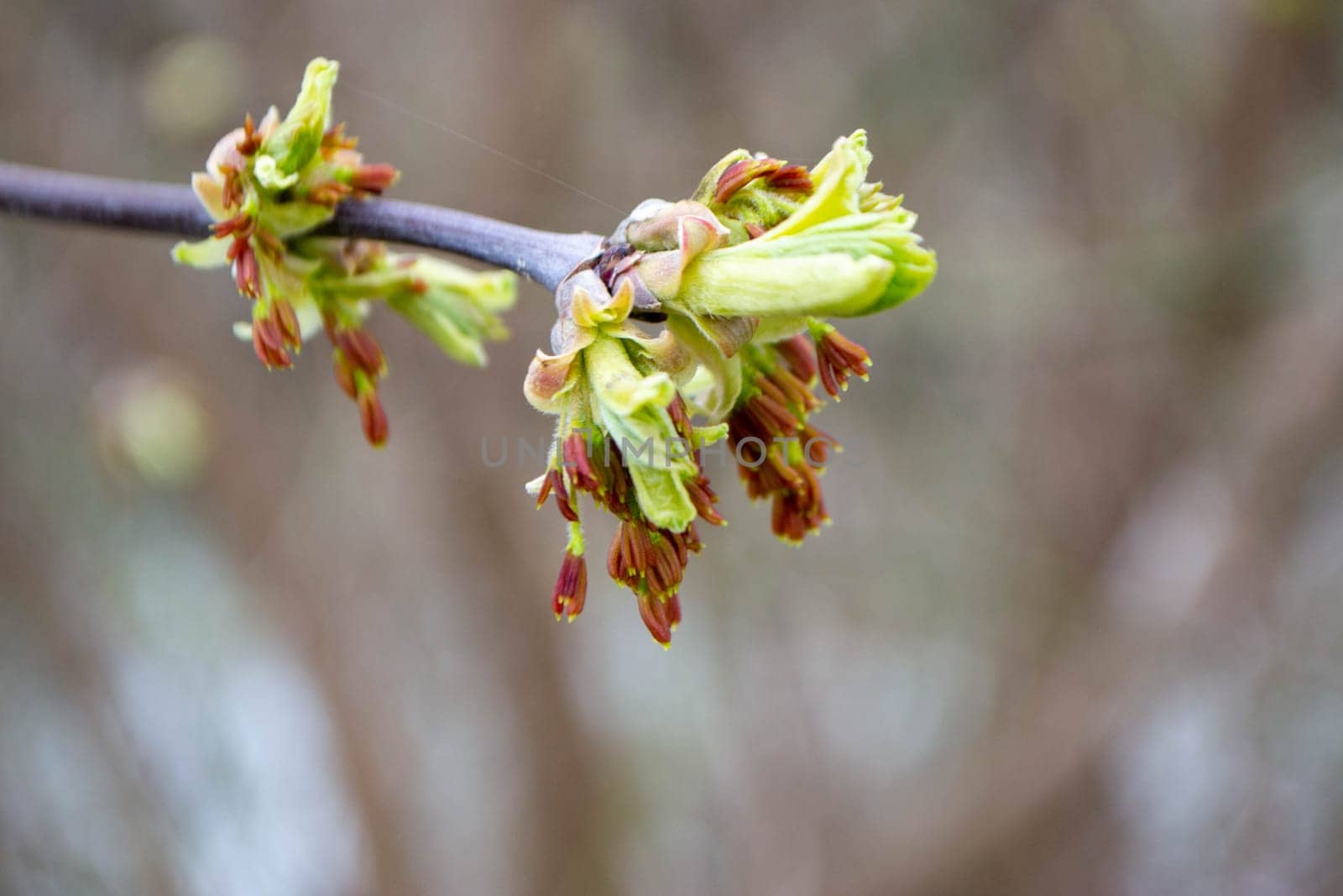 A tree branch with green leaves and the word maple on it. High quality photo