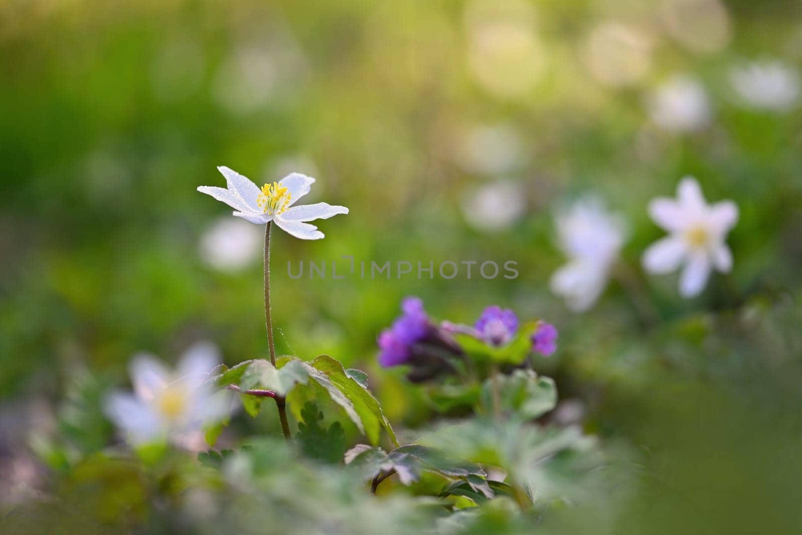 Spring white flowers in the grass Anemone (Isopyrum thalictroides)