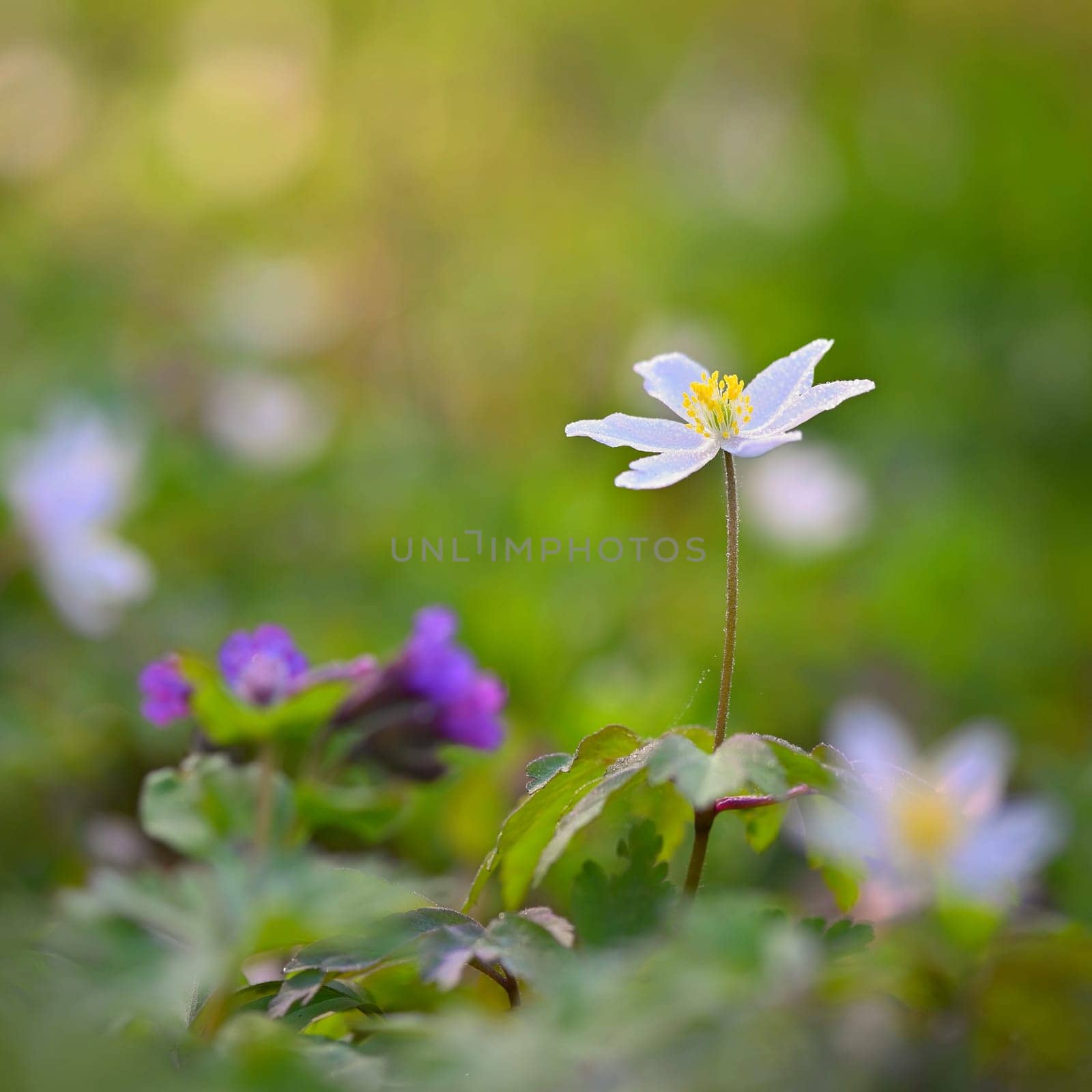 Spring white flowers in the grass Anemone (Isopyrum thalictroides) by Montypeter