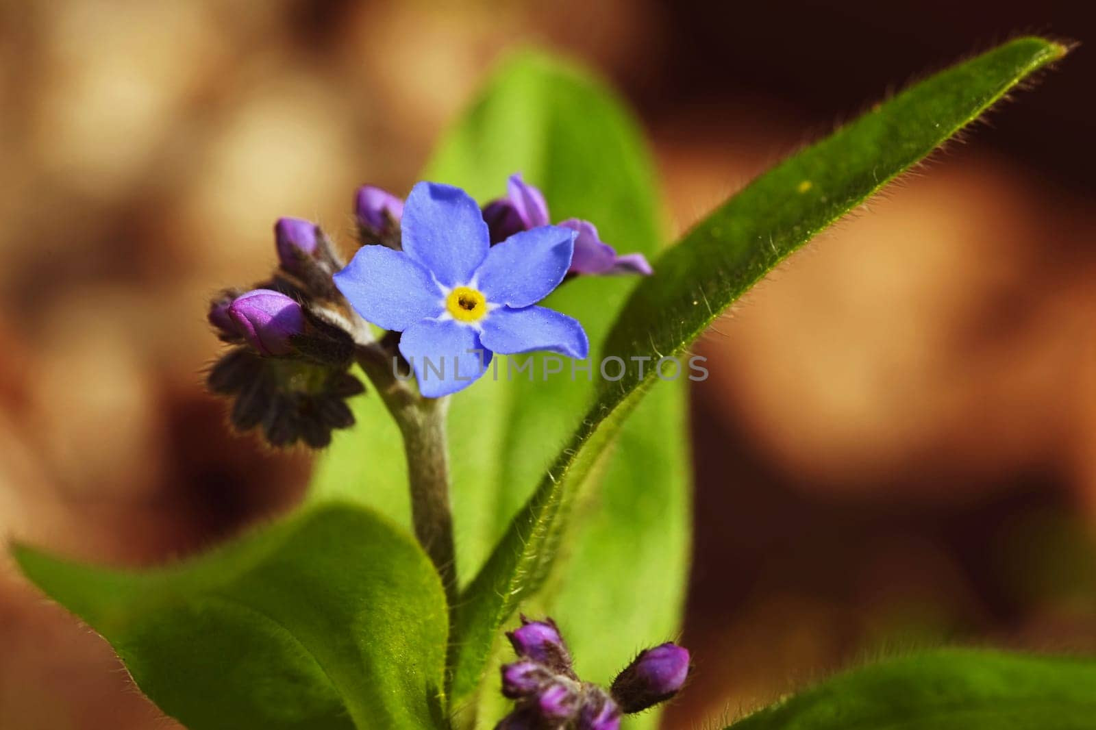 Beautiful blue small flowers - forget-me-not flower. Spring colorful nature background. (Myosotis sylvatica) by Montypeter