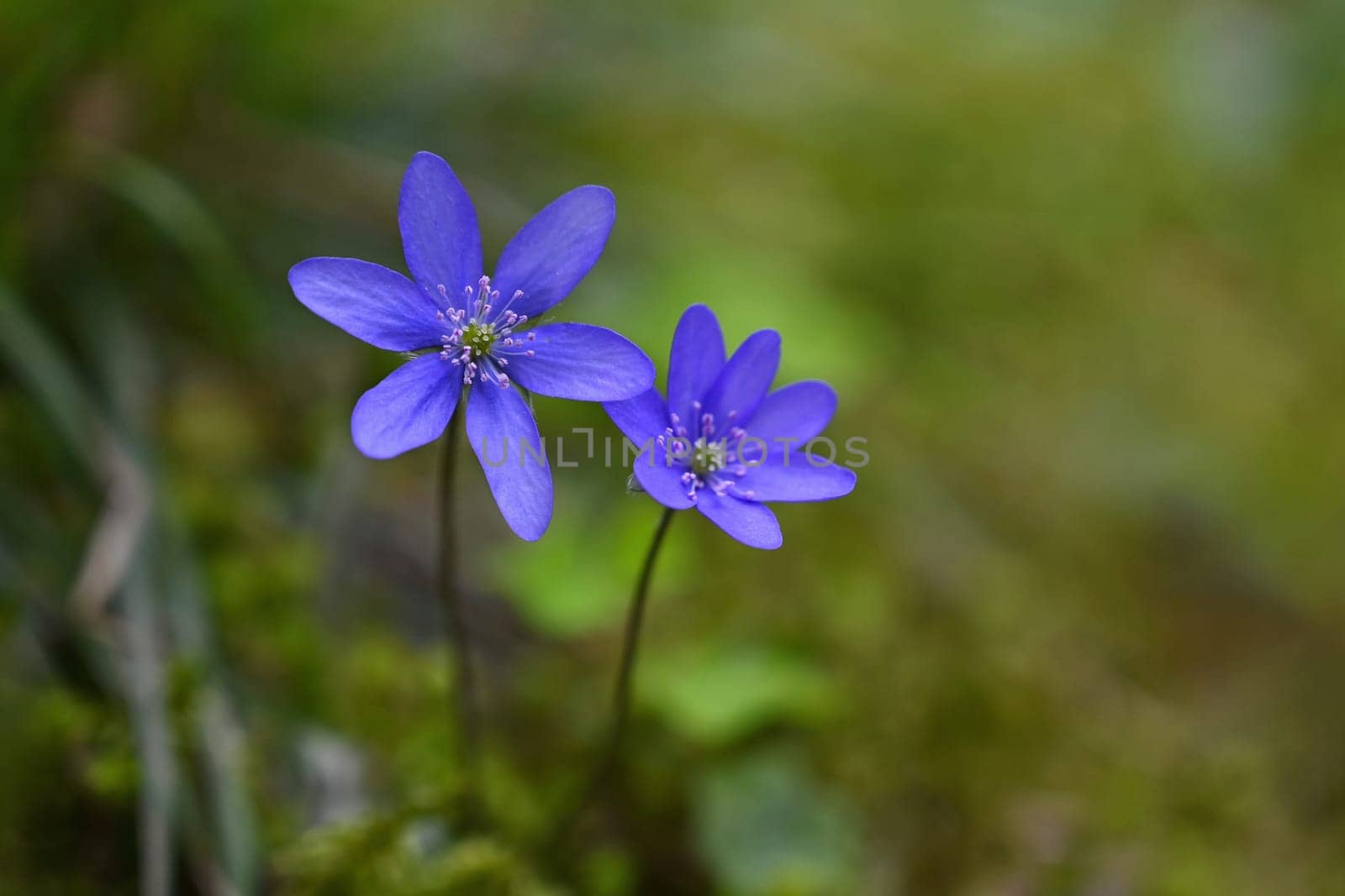 Spring flower. Beautiful blooming first small flowers in the forest. Hepatica. (Hepatica nobilis) by Montypeter