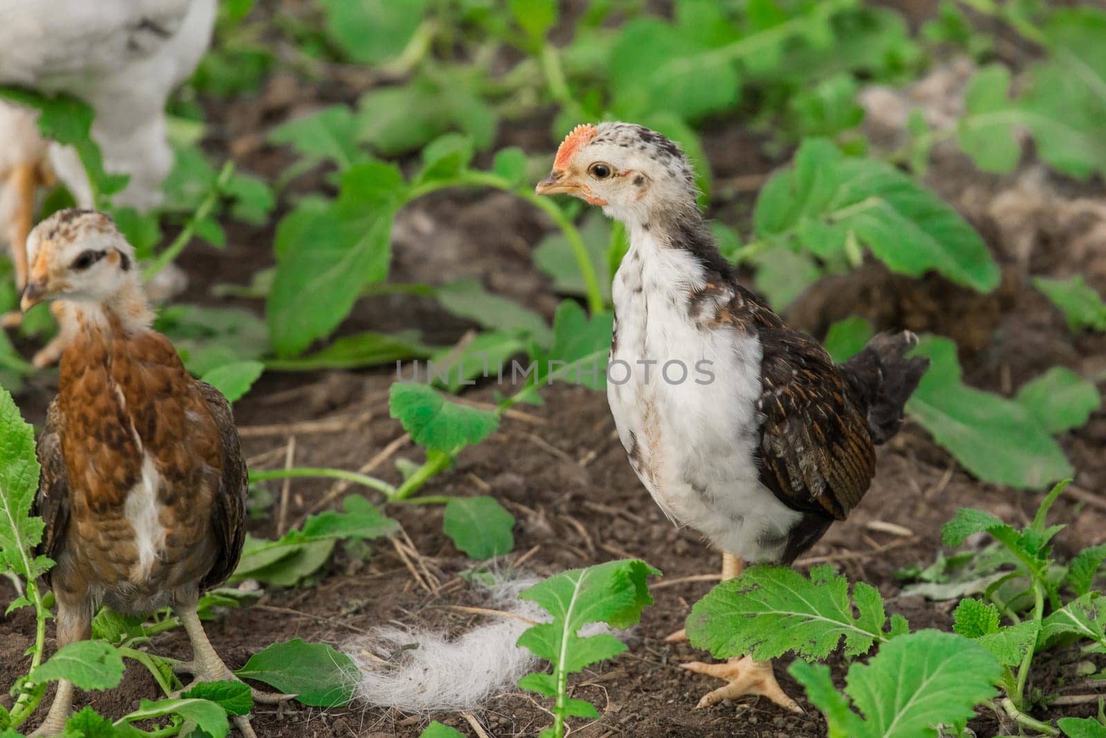 White and dark brama Colombian chicken against the background of green leaves, close-up by AYDO8