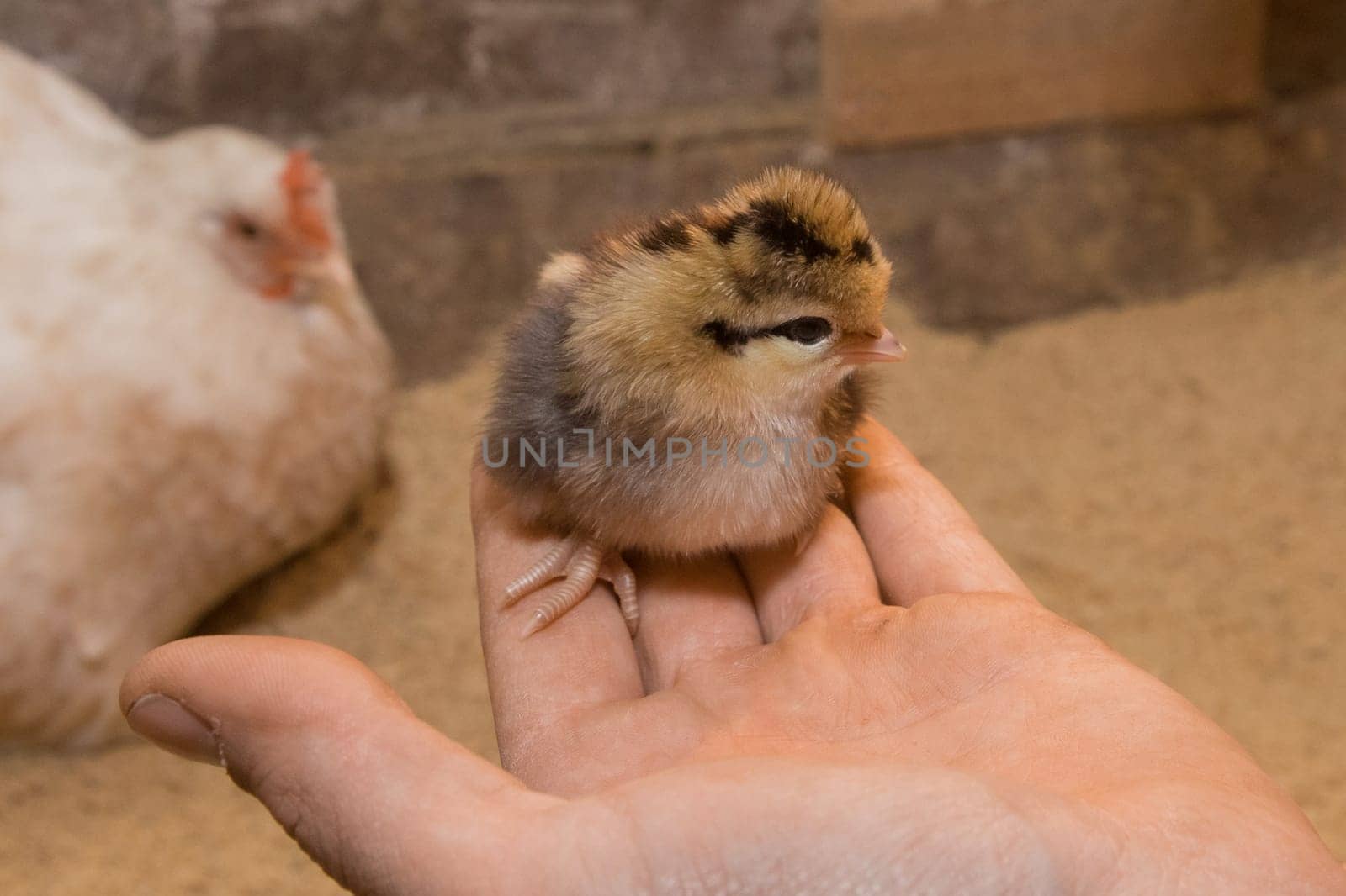 Small young dark chick little cute chicken close-up in hand on background of barn.