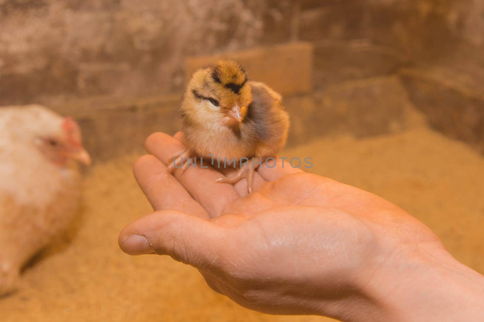 Small chick little cute fluffy chicken close-up in hand on background of barn.