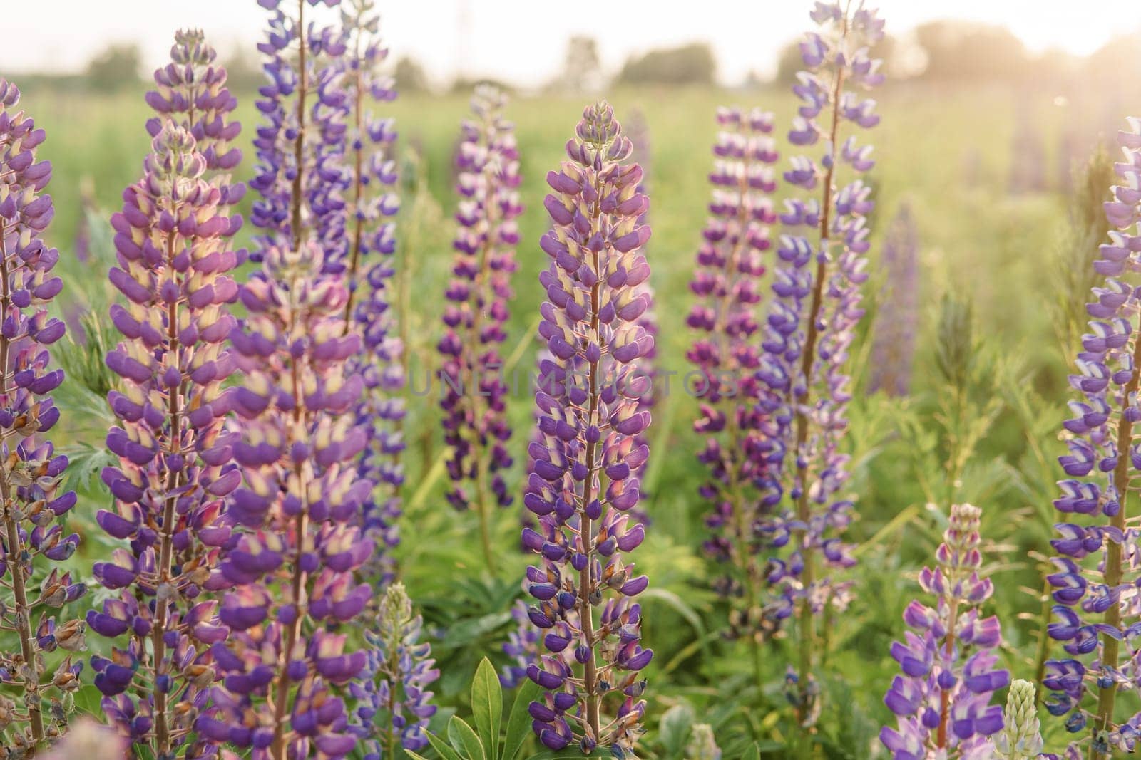 Bunch of violet blue lupine flowers in a summer meadow background.