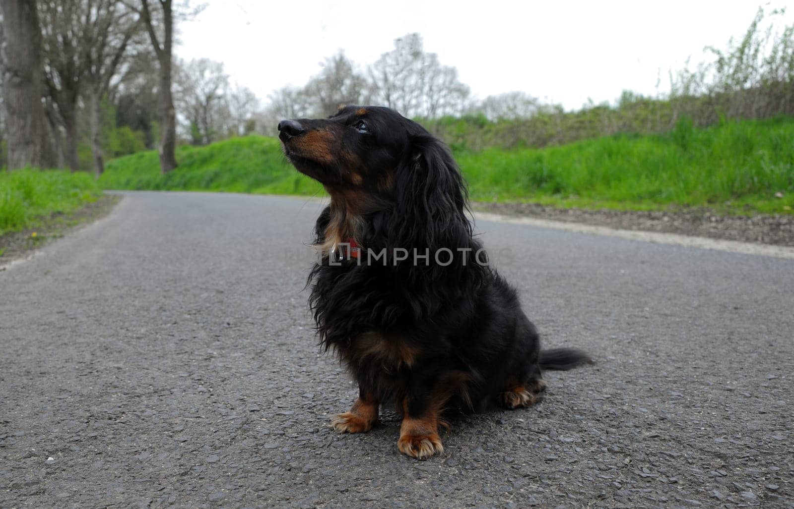 Portrait of a sitting long-haired black and tan Dachshund.